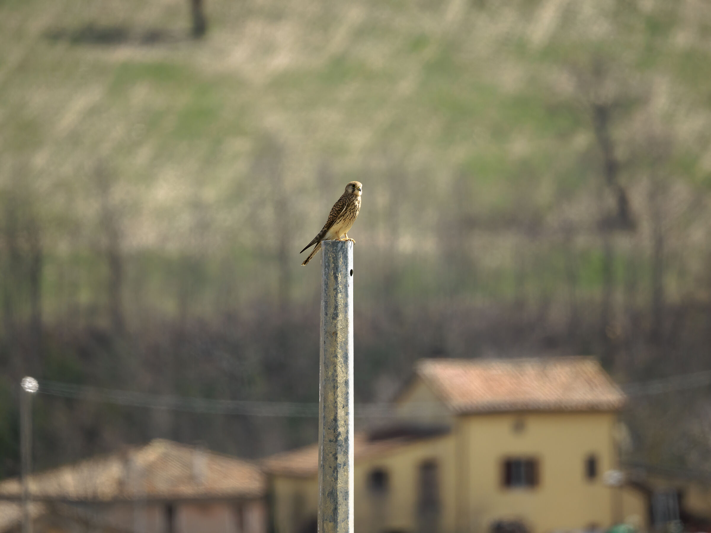 Falco tinnunculus common kestrel