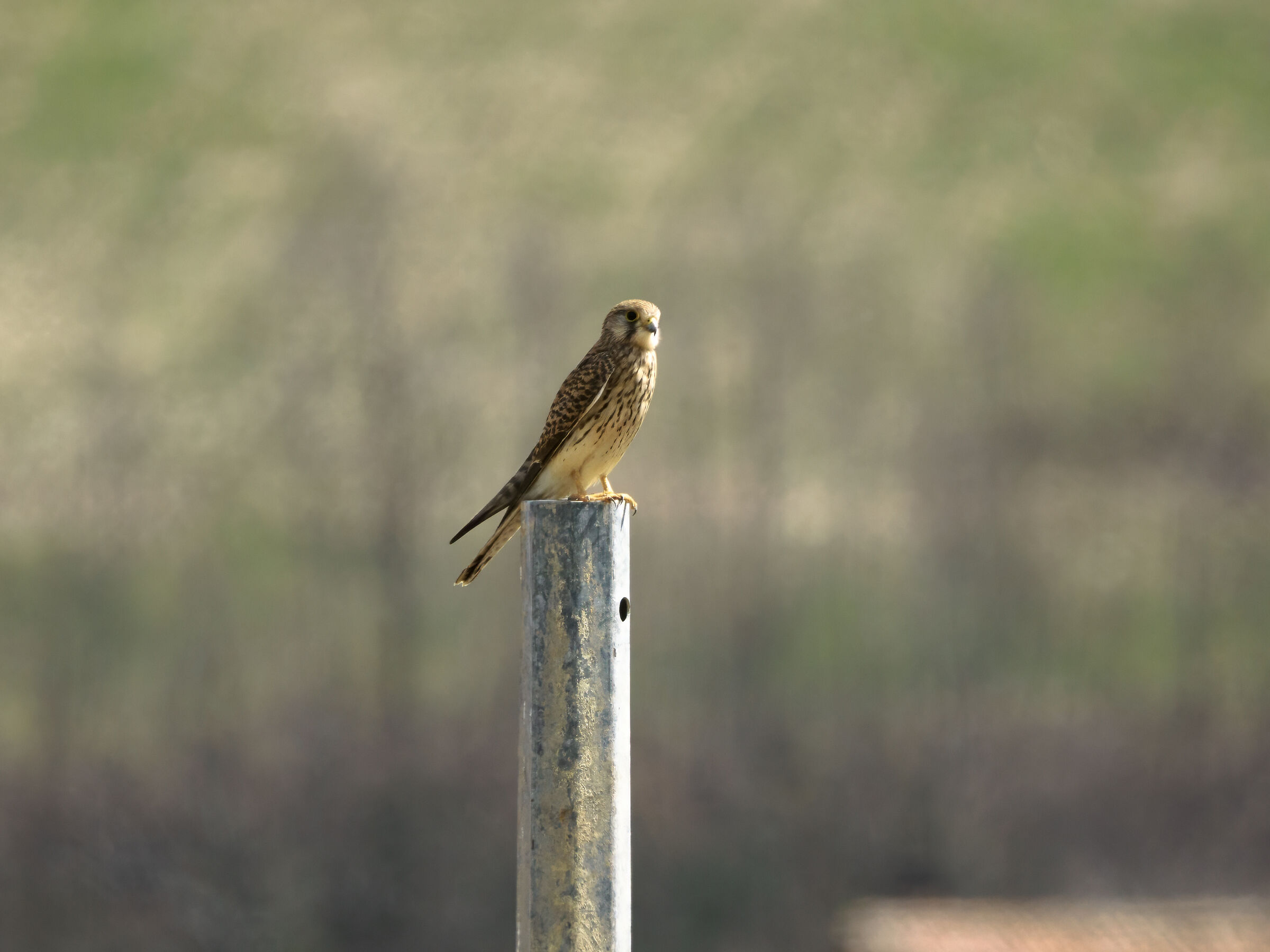 Falco tinnunculus common kestrel