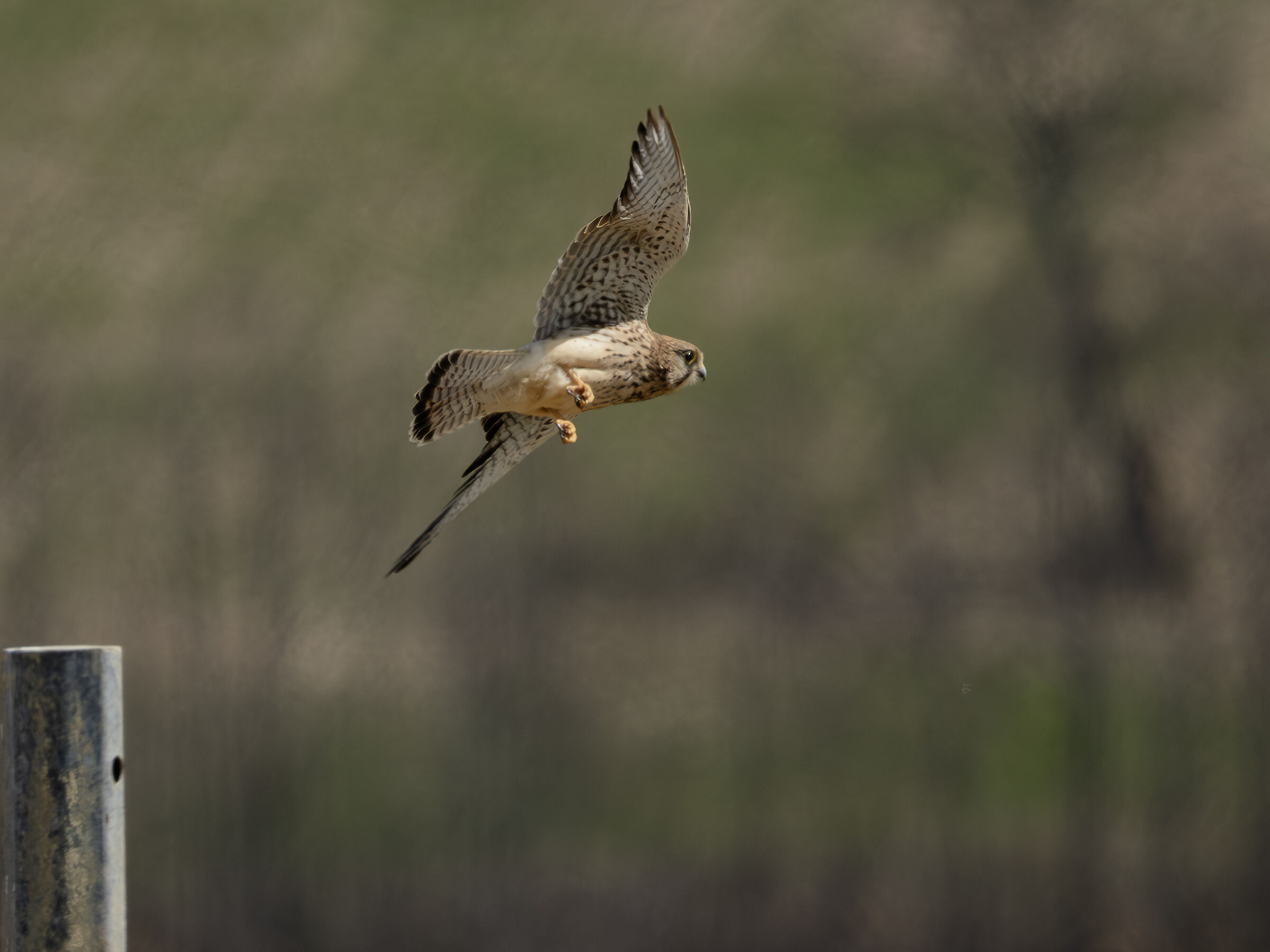 Falco tinnunculus common kestrel