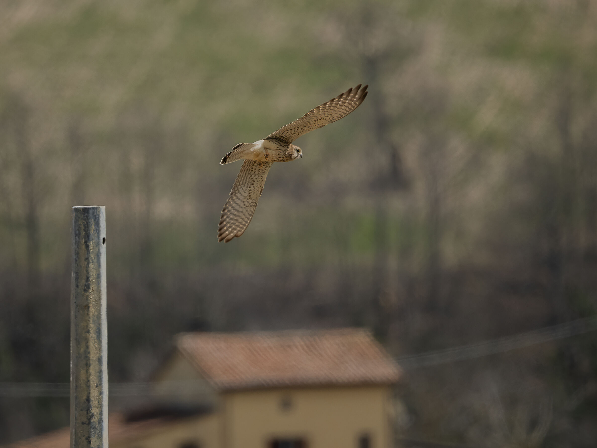 Falco tinnunculus common kestrel