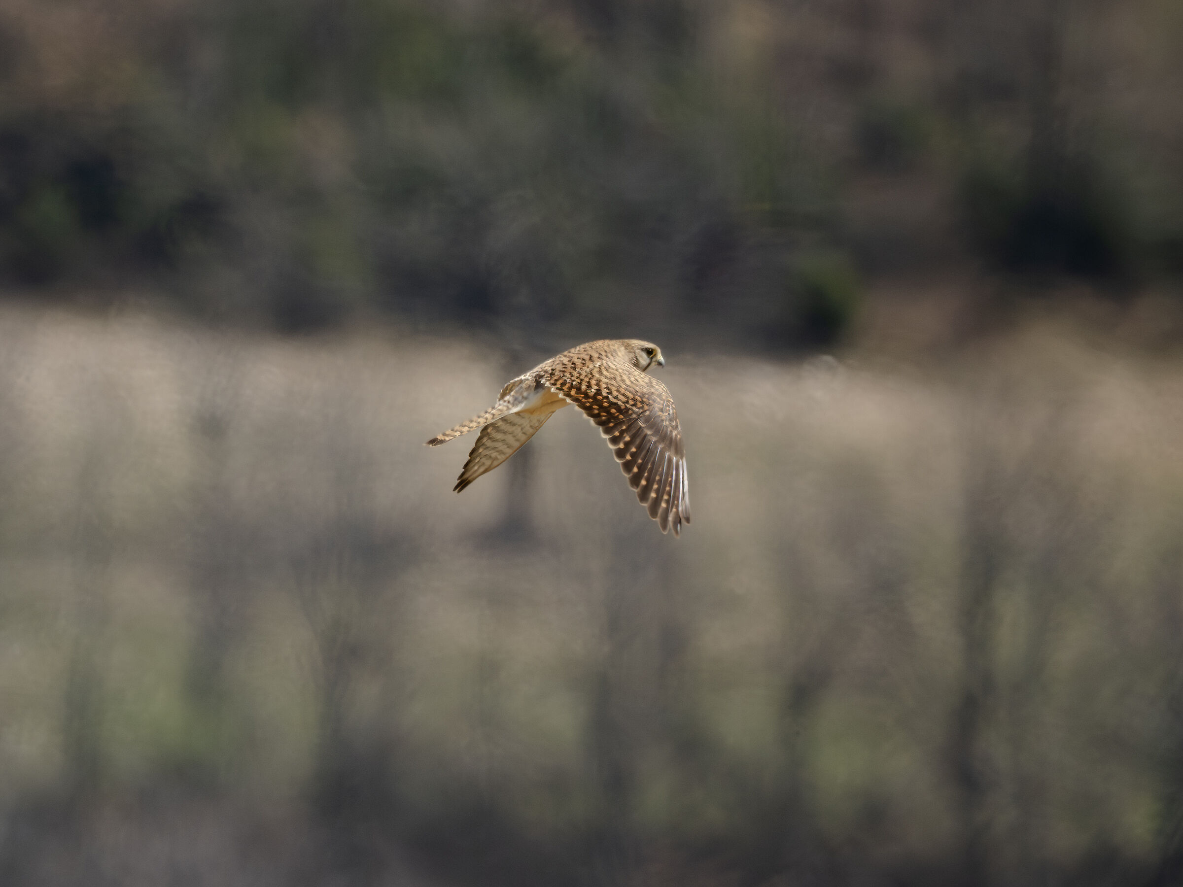 Falco tinnunculus common kestrel