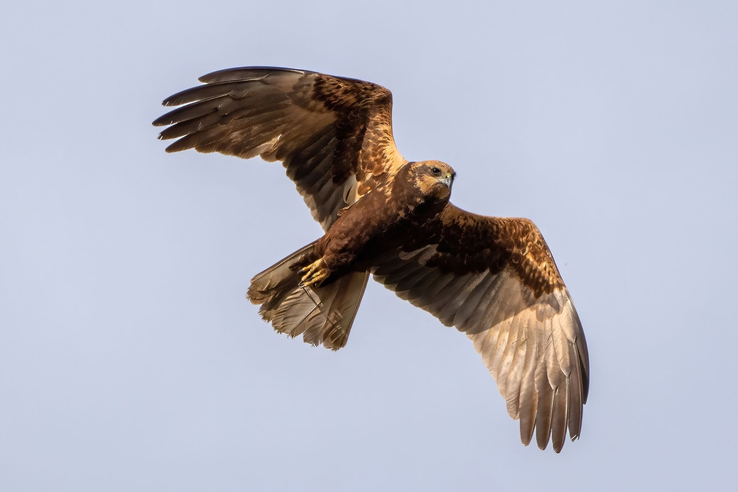 Marsh harrier (Circus aeruginosus) femm