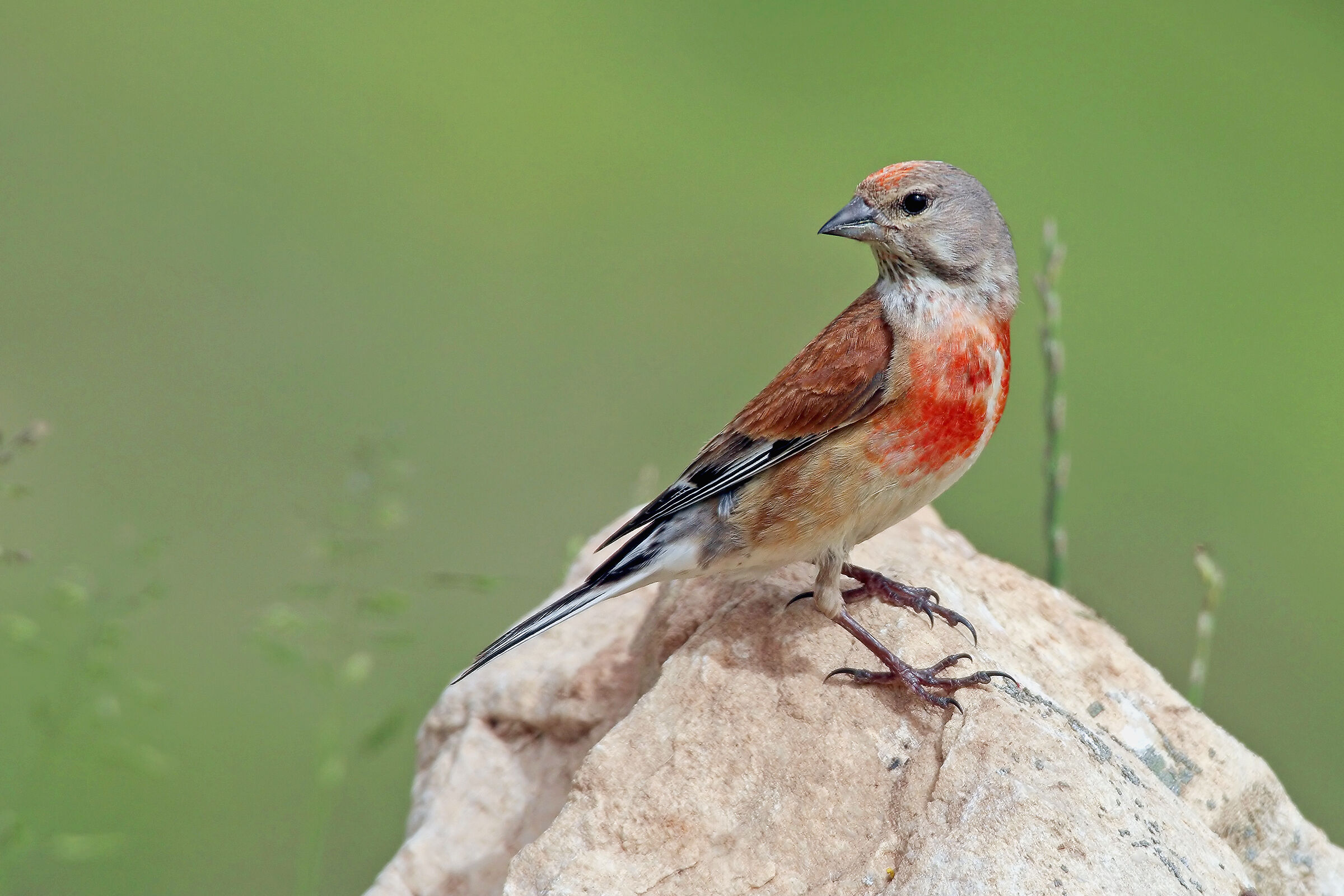 Linnet