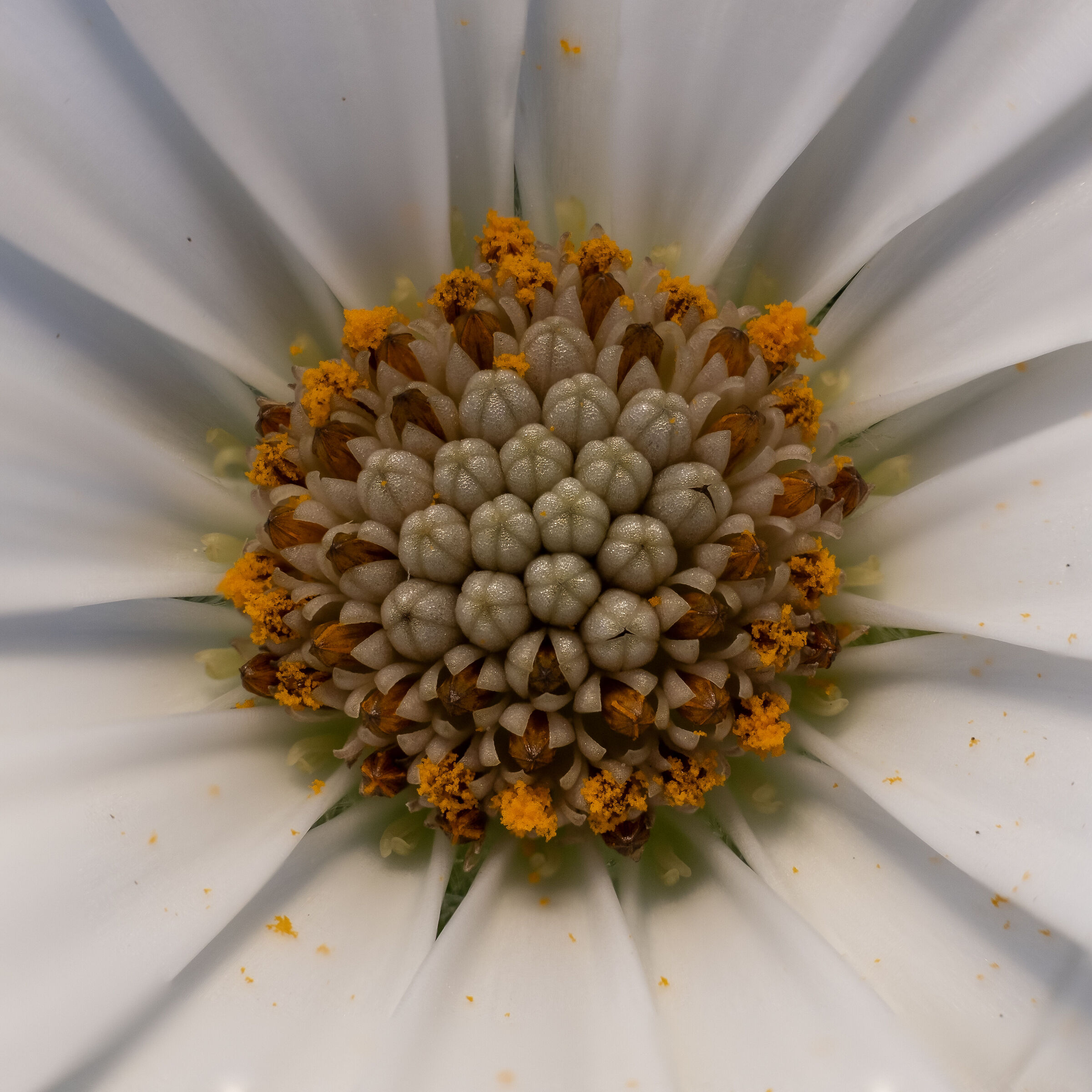 Infiorescenza di Dimorphotheca