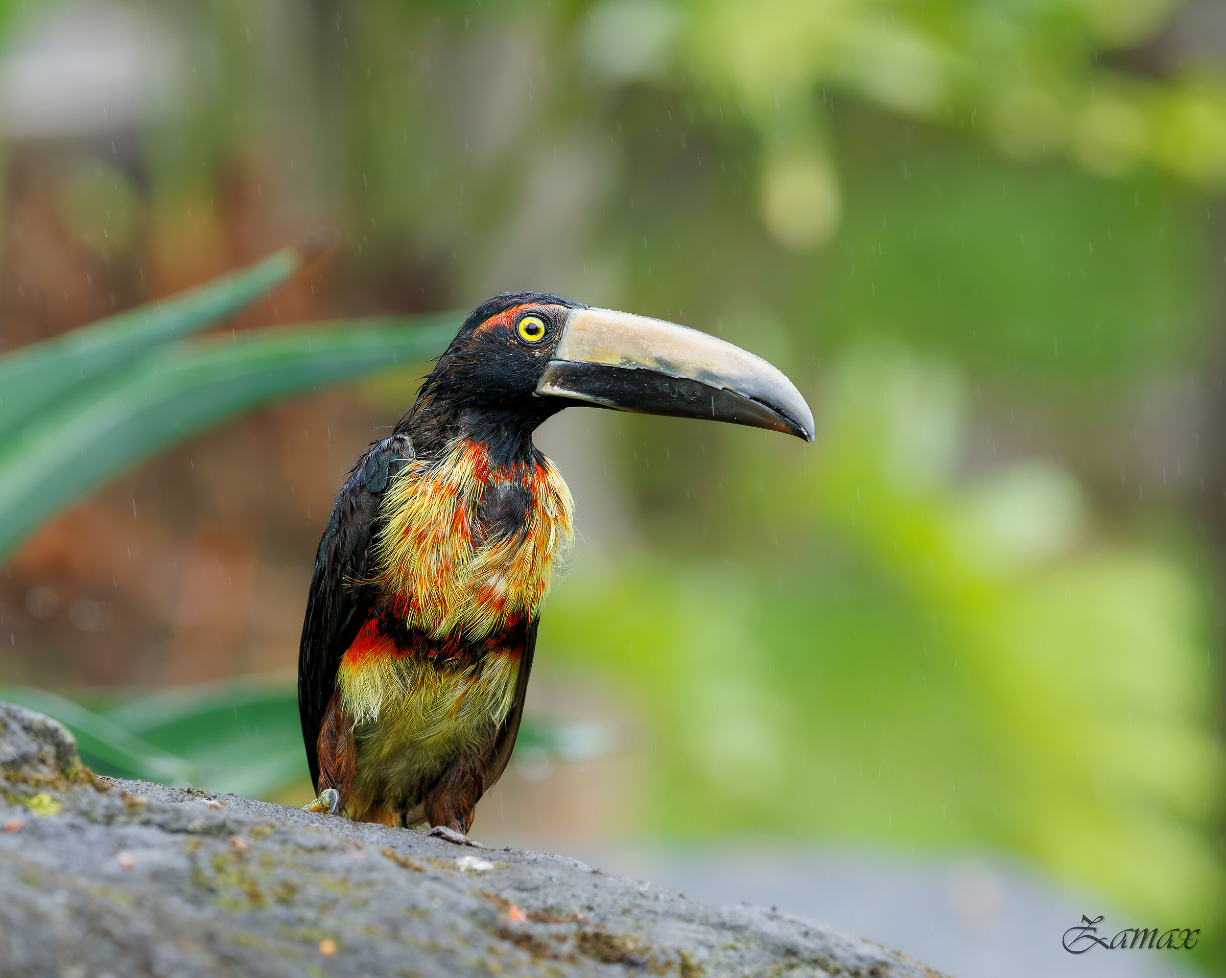 Aracari dal Collare