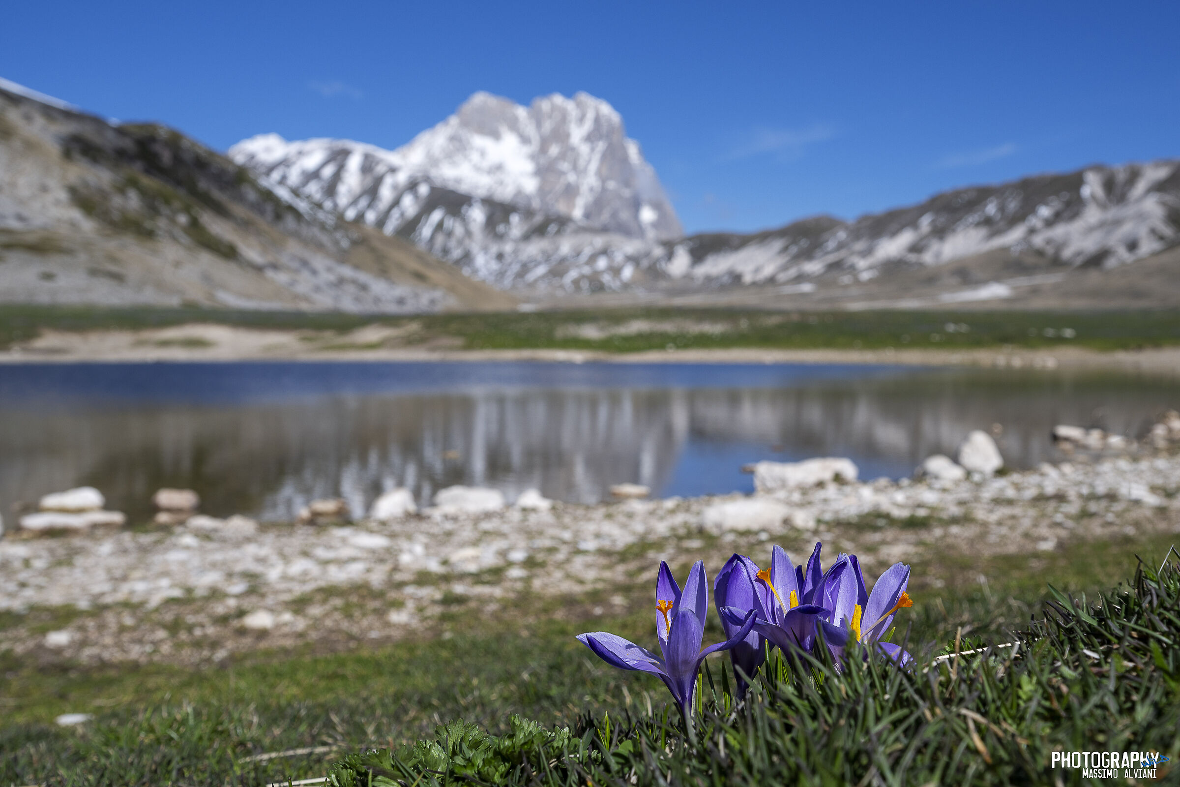 Crocus e laghetto.