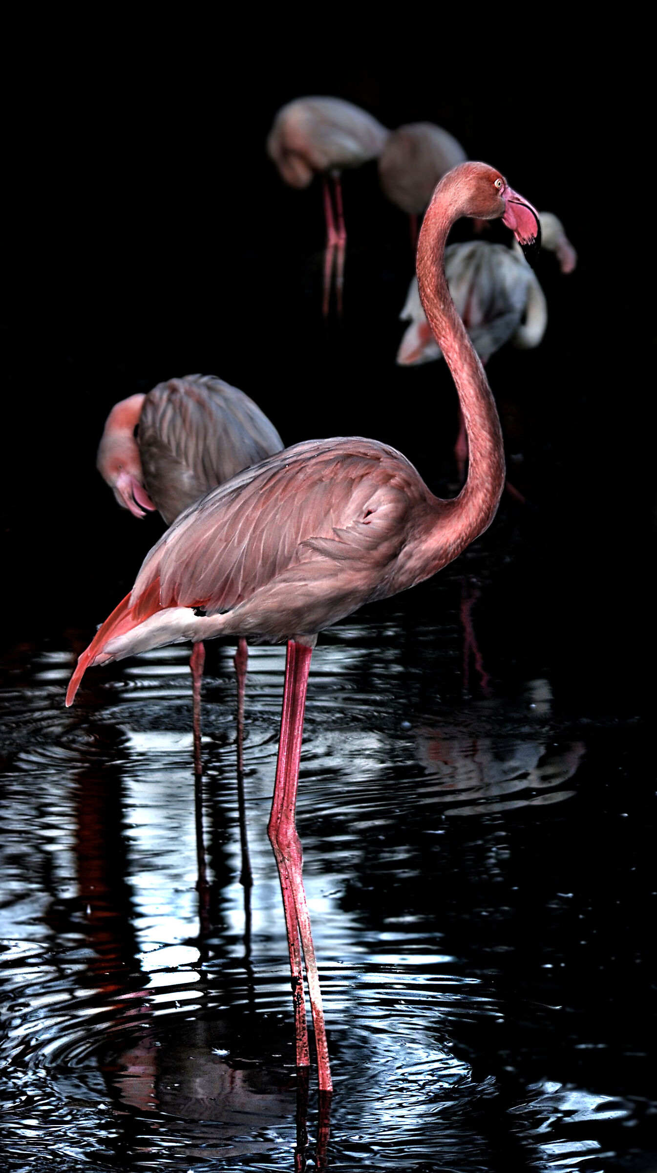 Riflessi nero/rosa