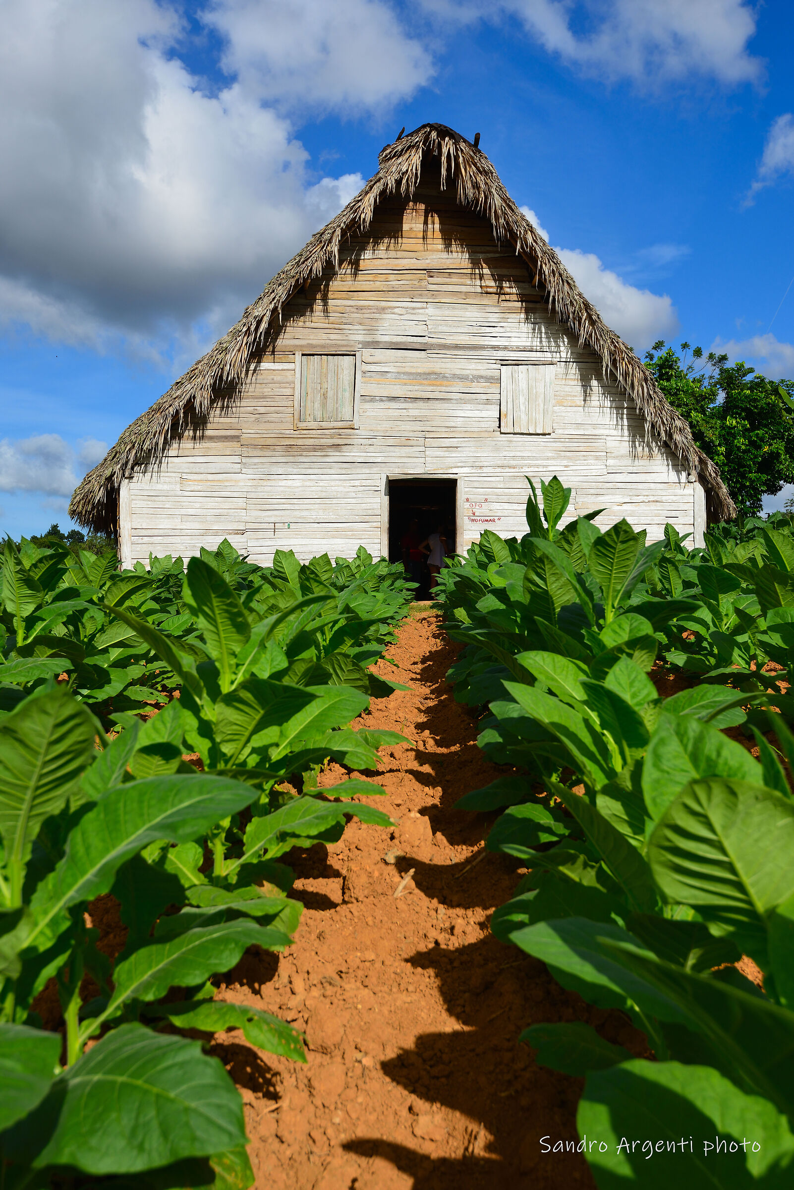 Particolare prospettiva di una piantagione di caffè.