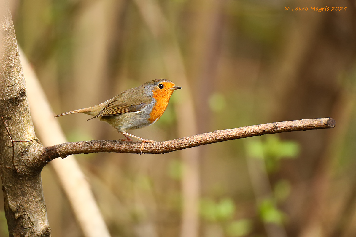 Sull'asse orizzontale