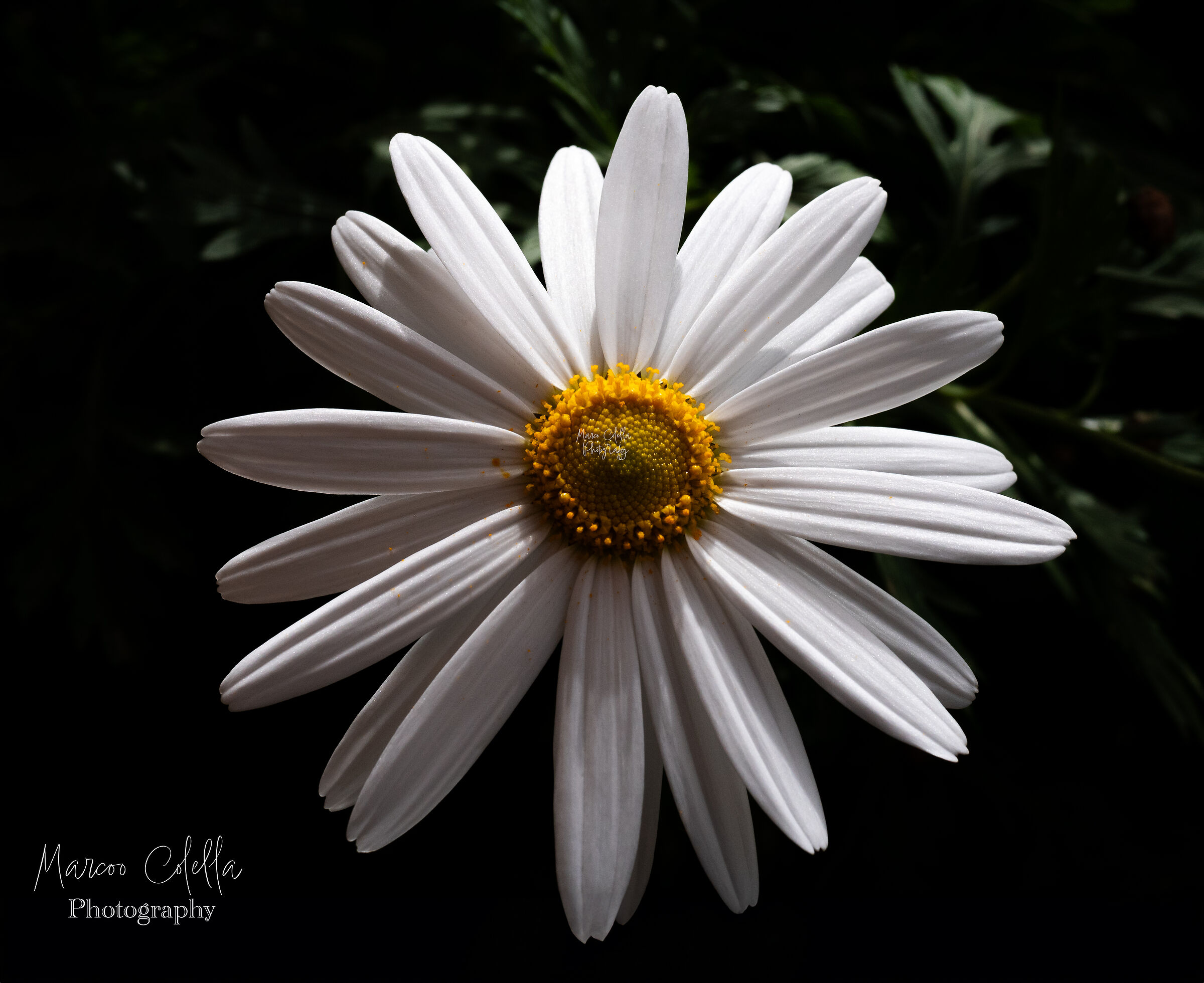 The delicacy of a flower