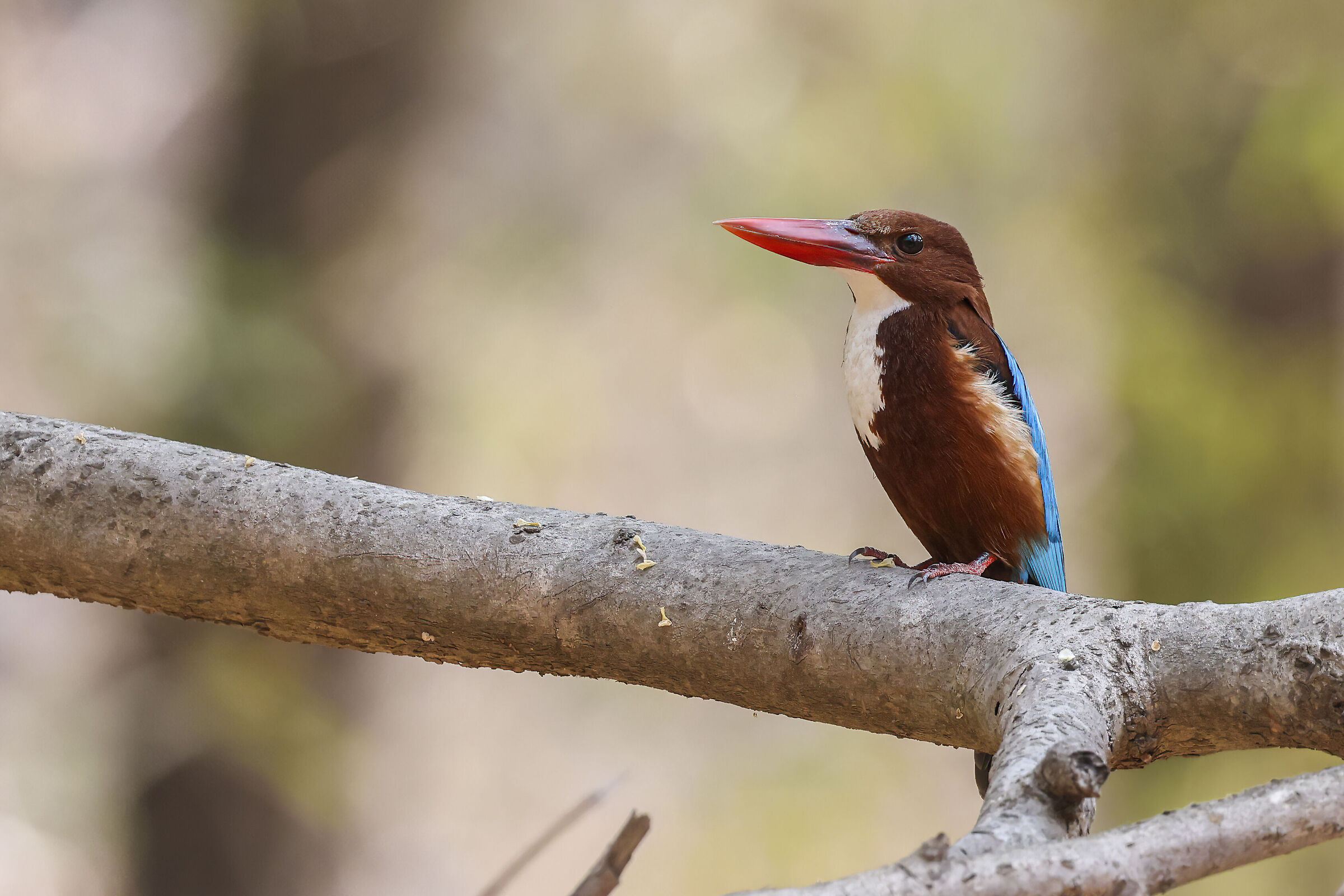 kingfisher. Bhandhavgarh Park india marzo 2024