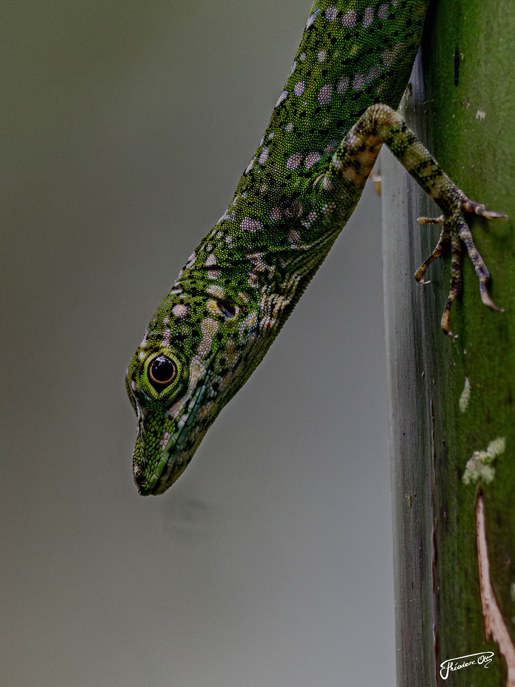 Anolis