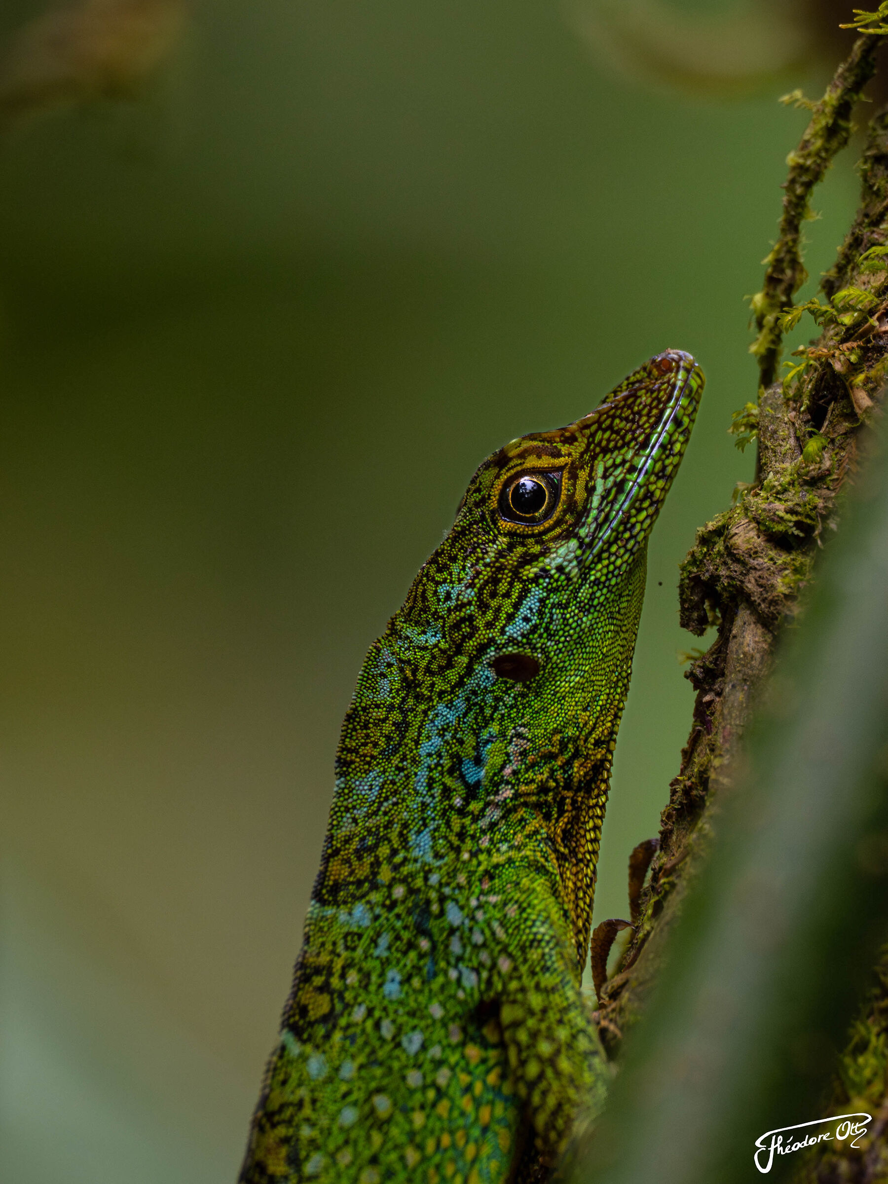 Anolis