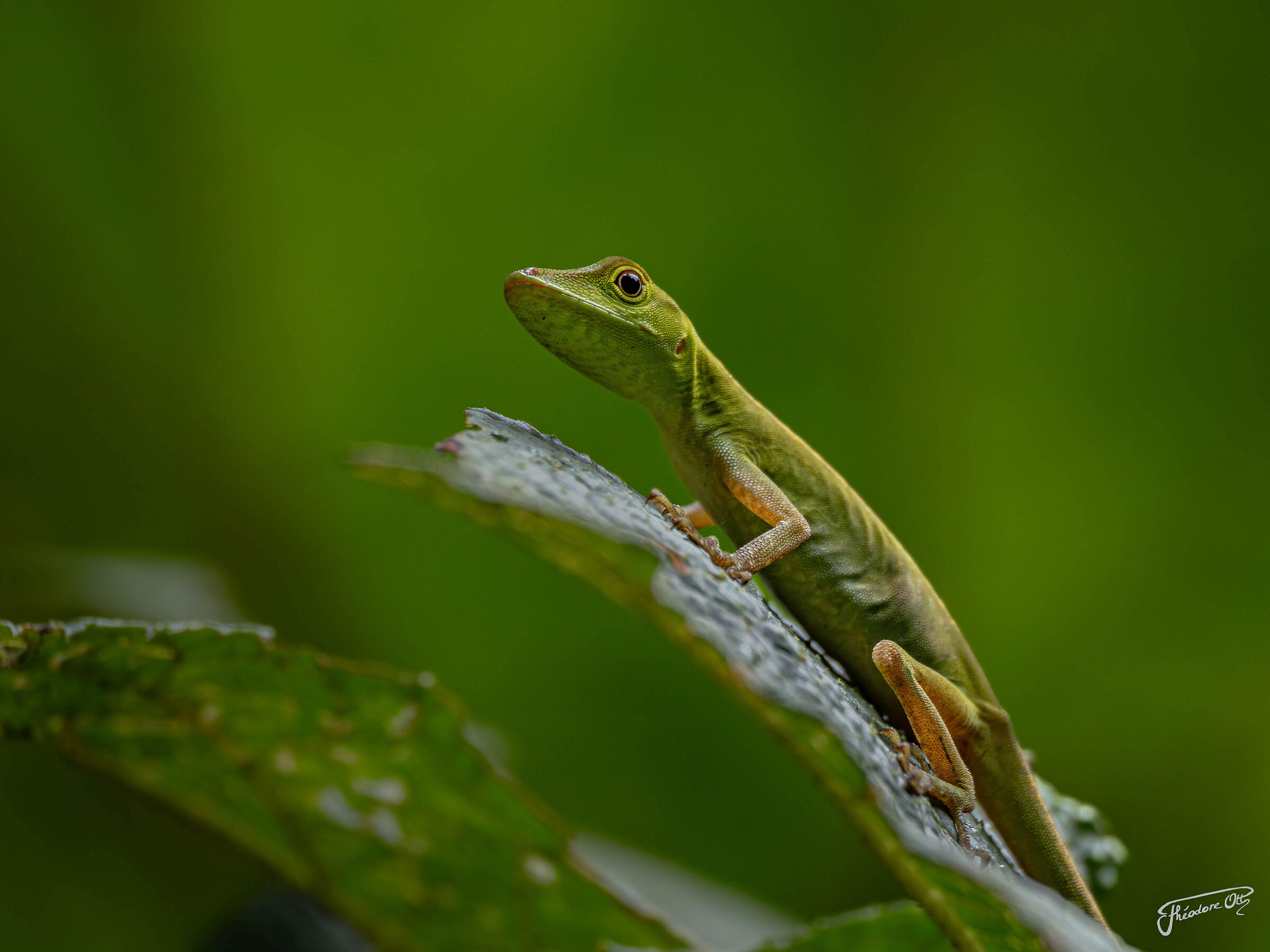 Anolis