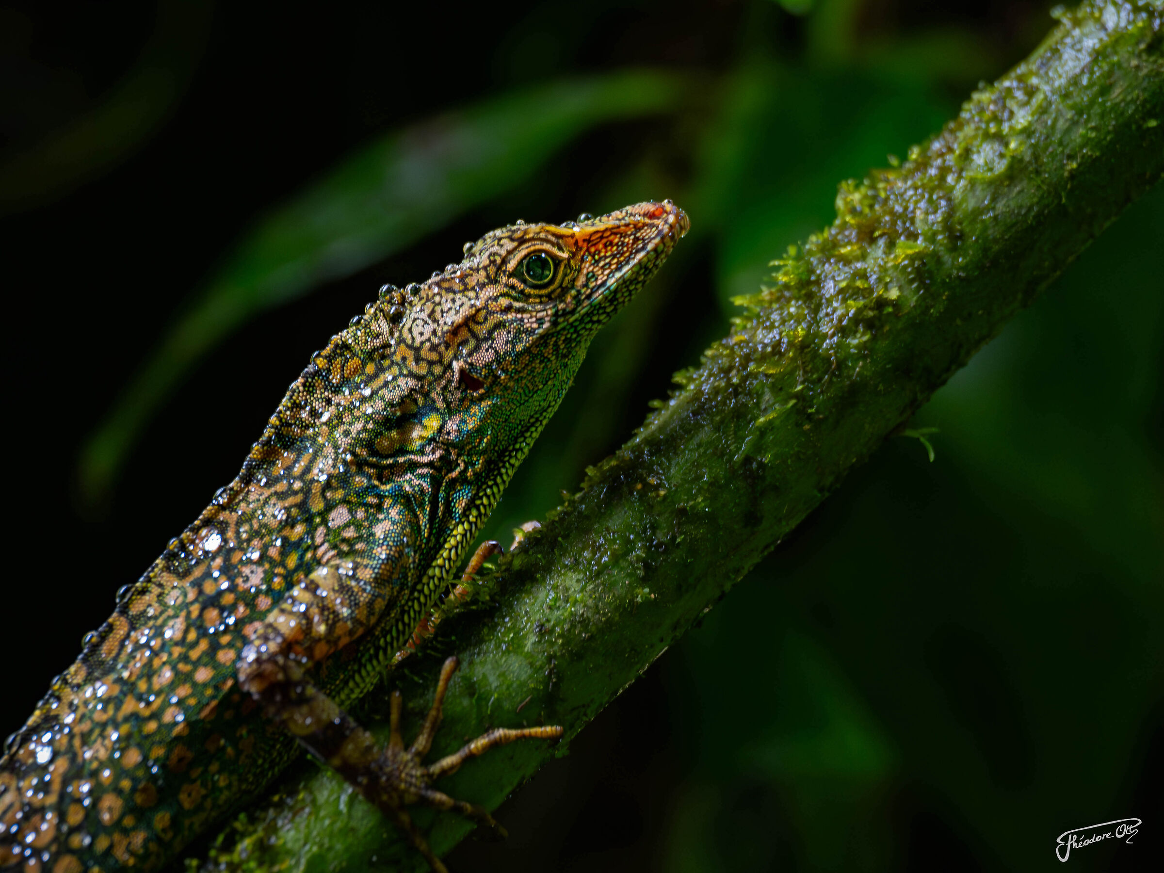 Anolis