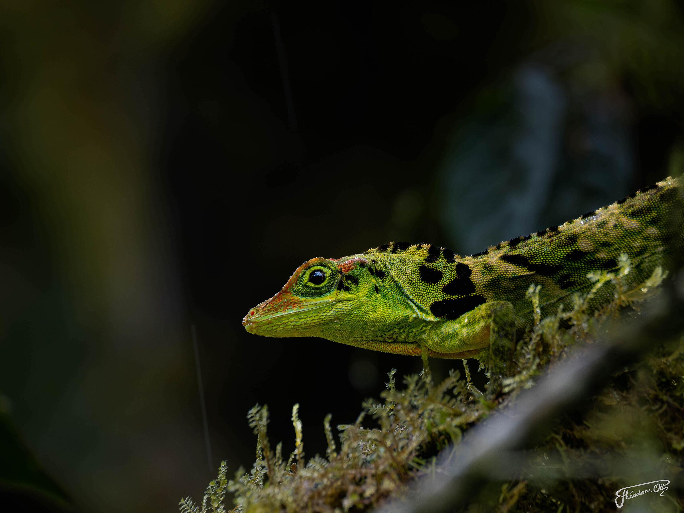 Anolis