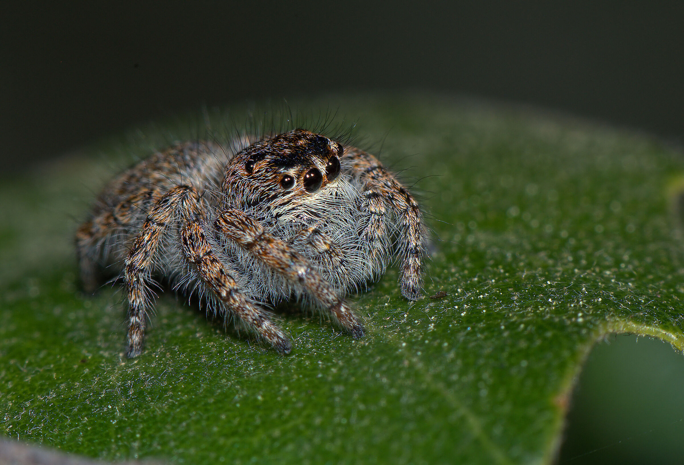 Salticidae