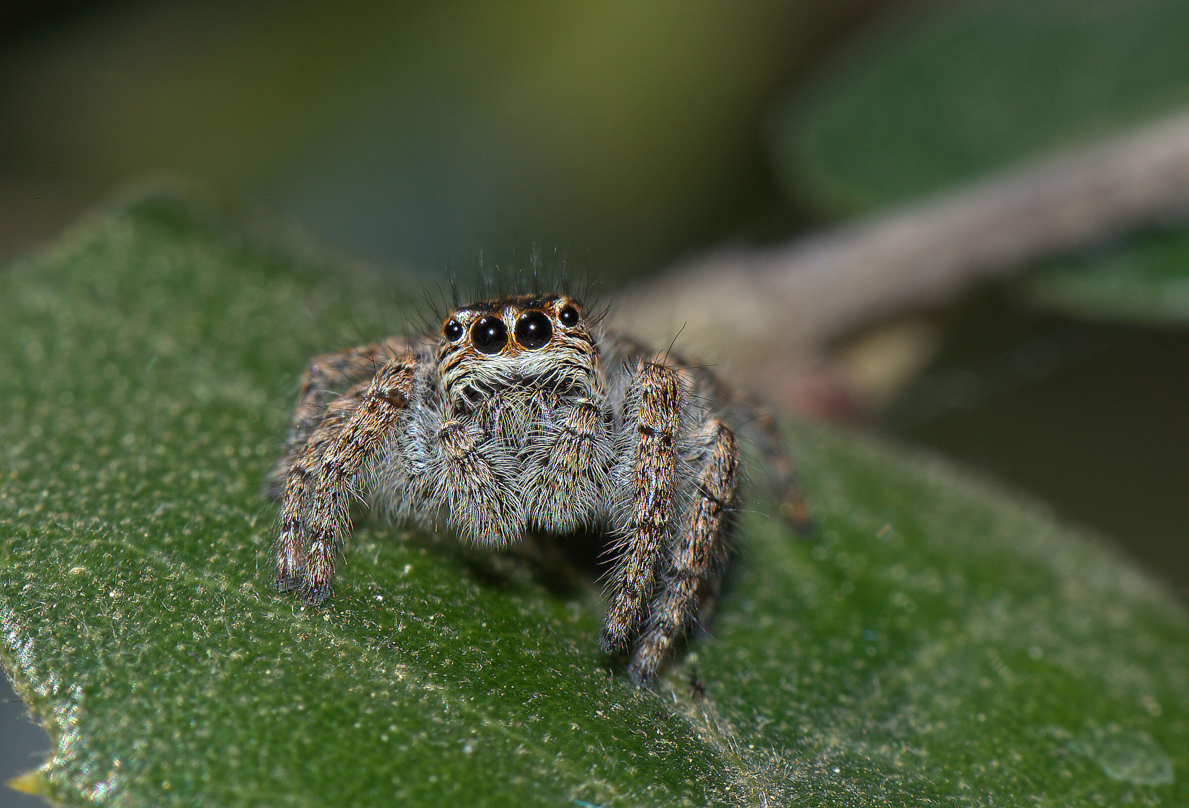 Salticidae