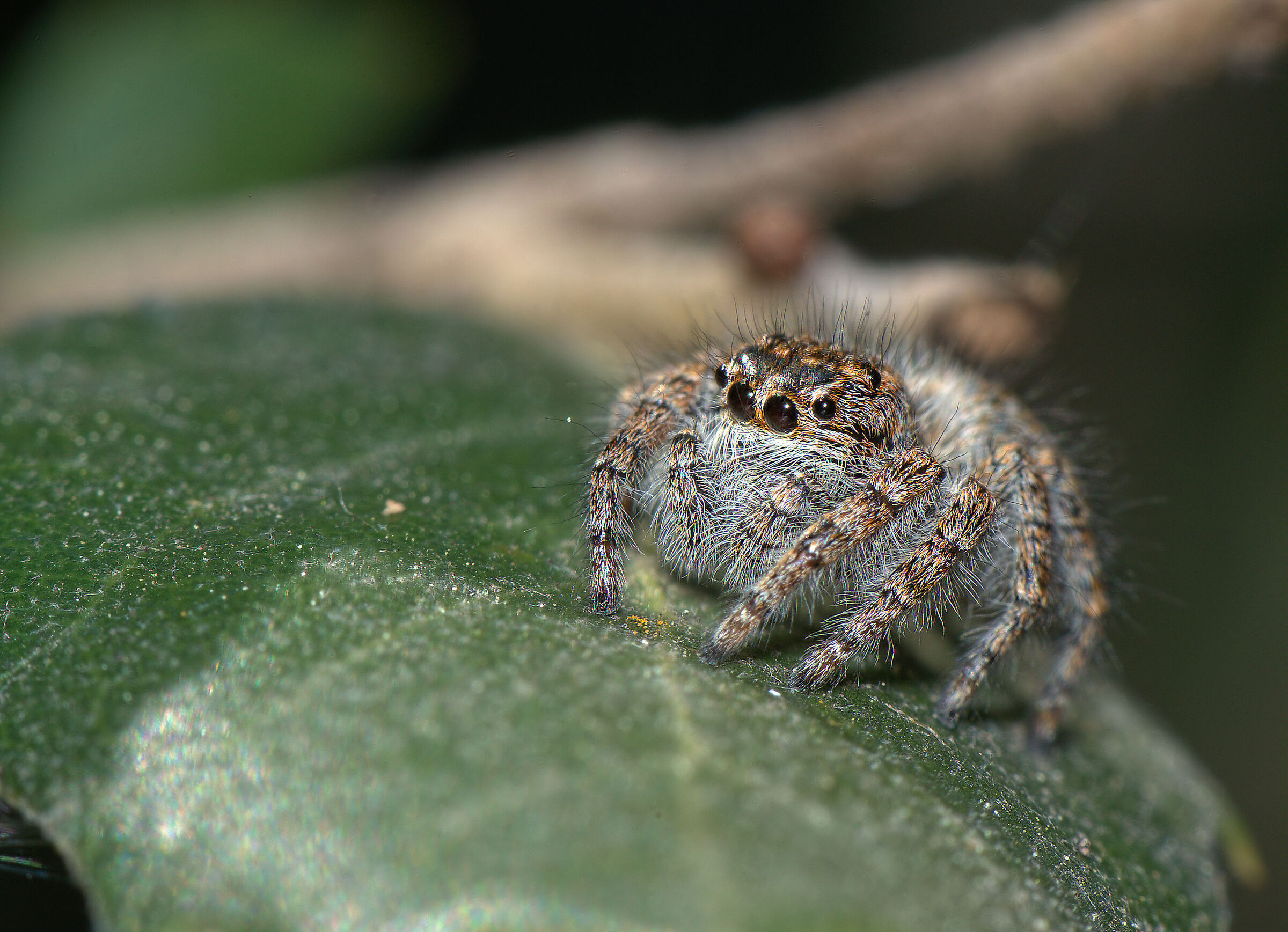 Salticidae