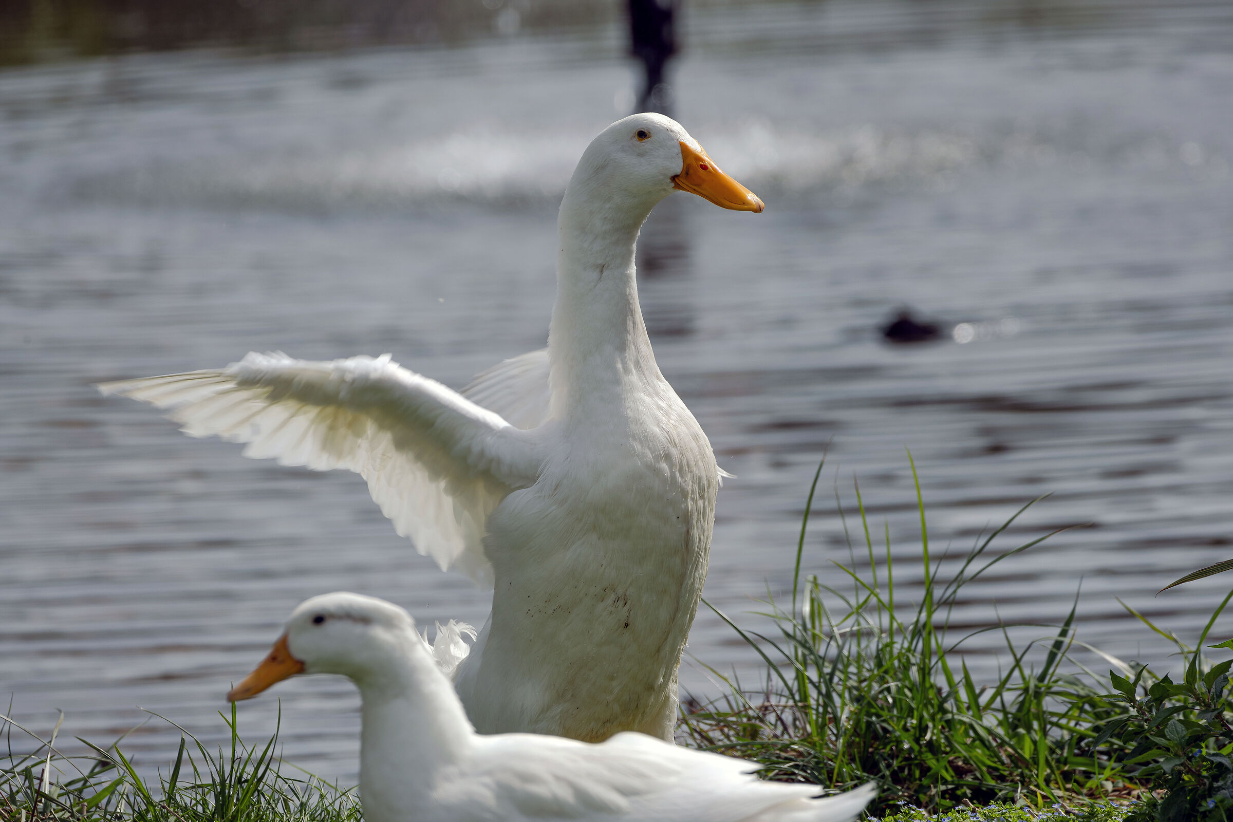 Tor Tre Teste Park (Rome)