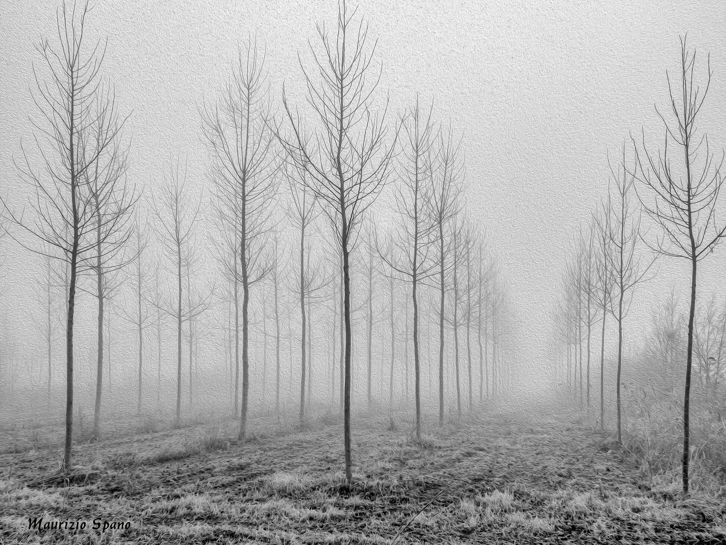 Inverno tra la nebbia e i pioppi