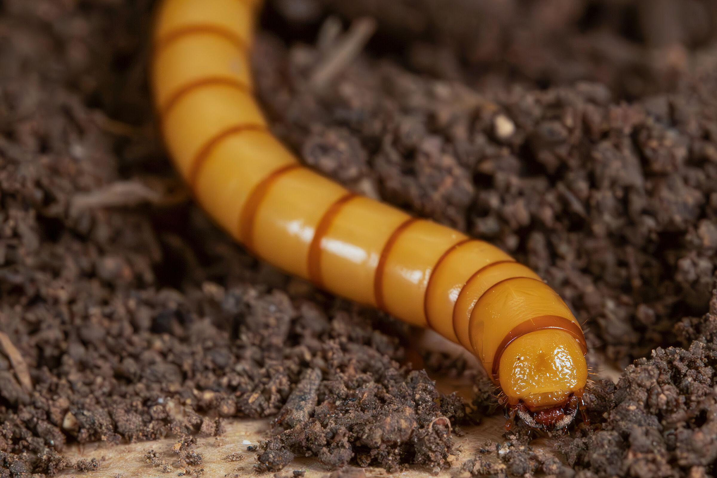 Larva of Tenebrionidae sp.