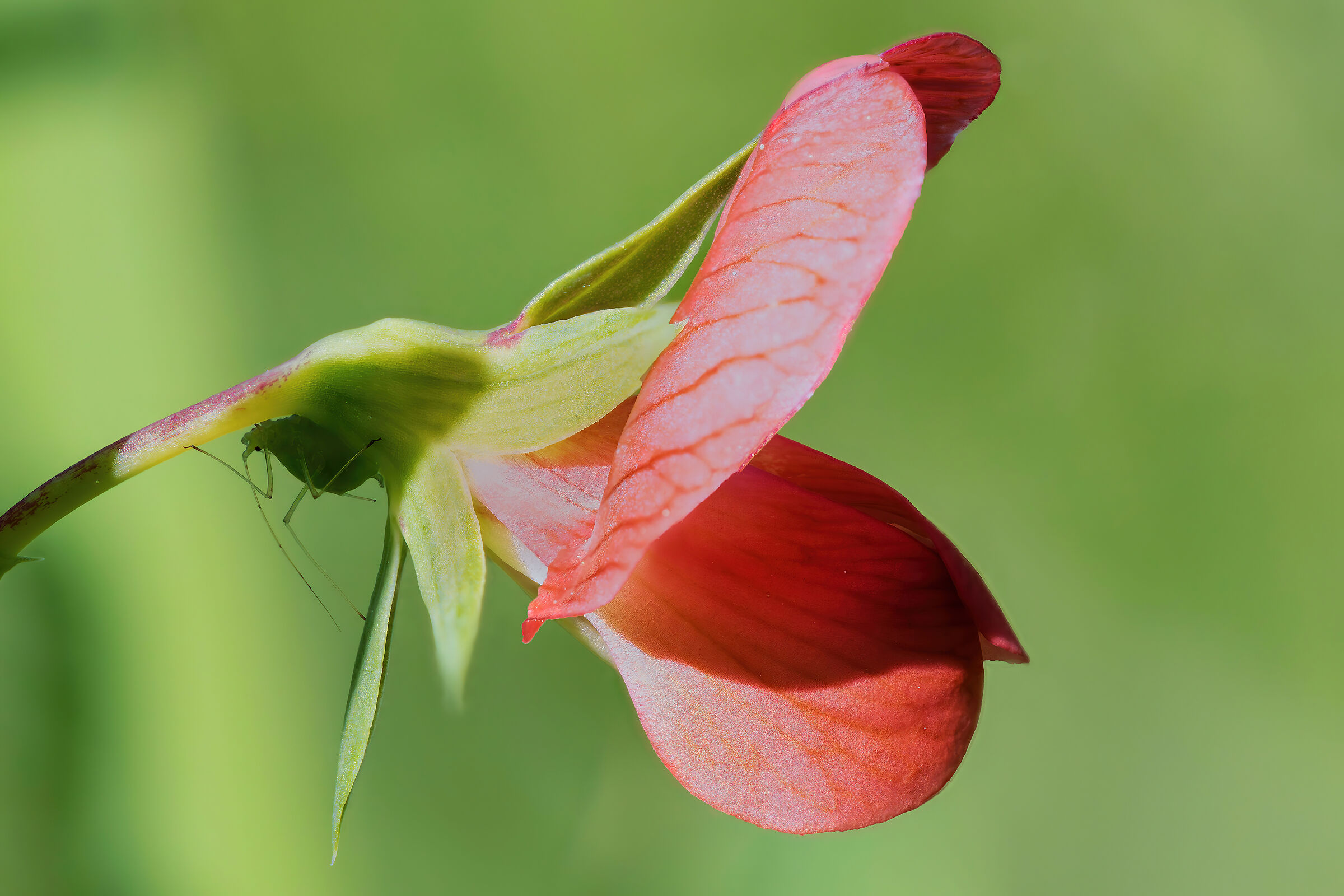 Every flower has its own leprechaun