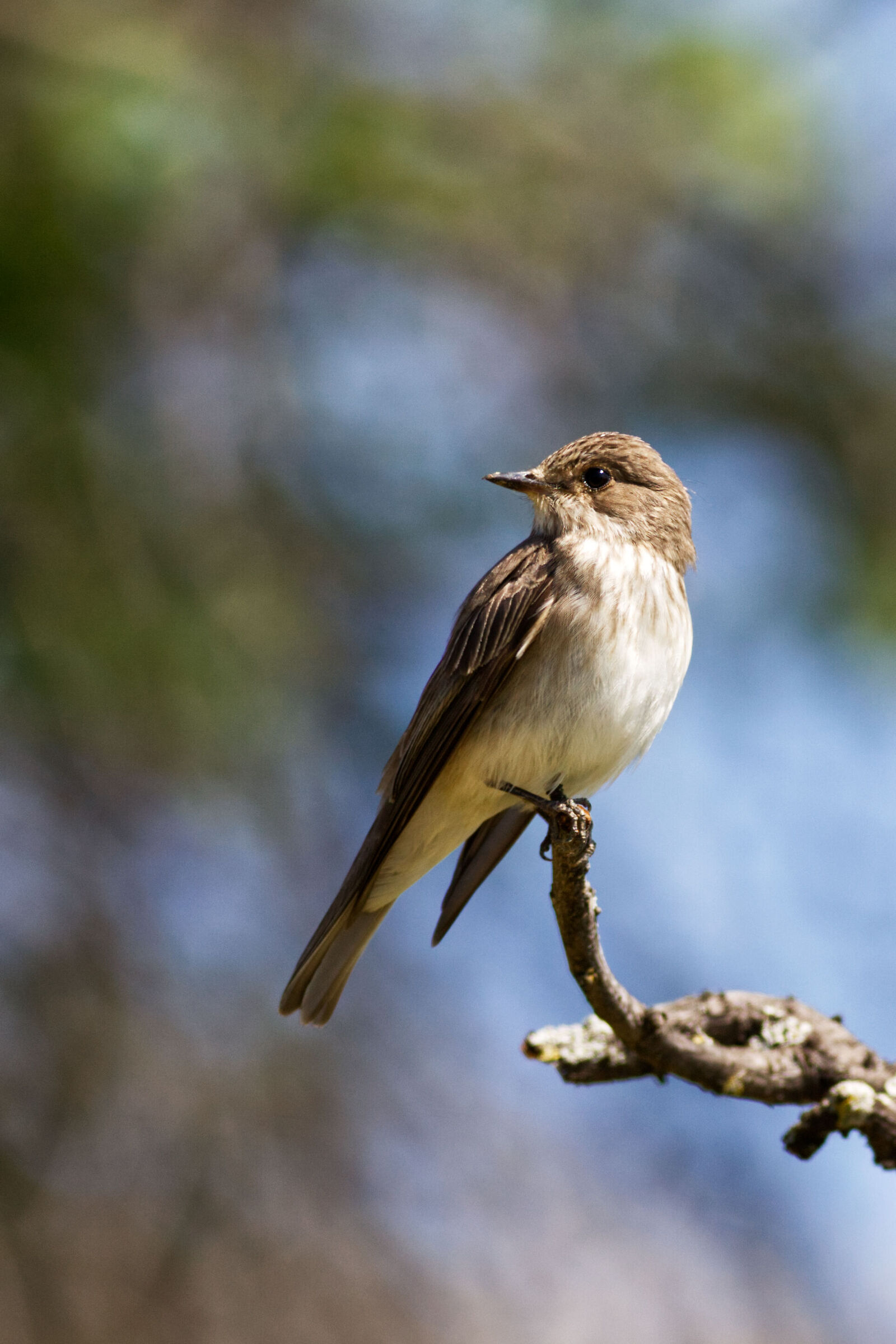 Pigliamosche "Muscicapa striato"