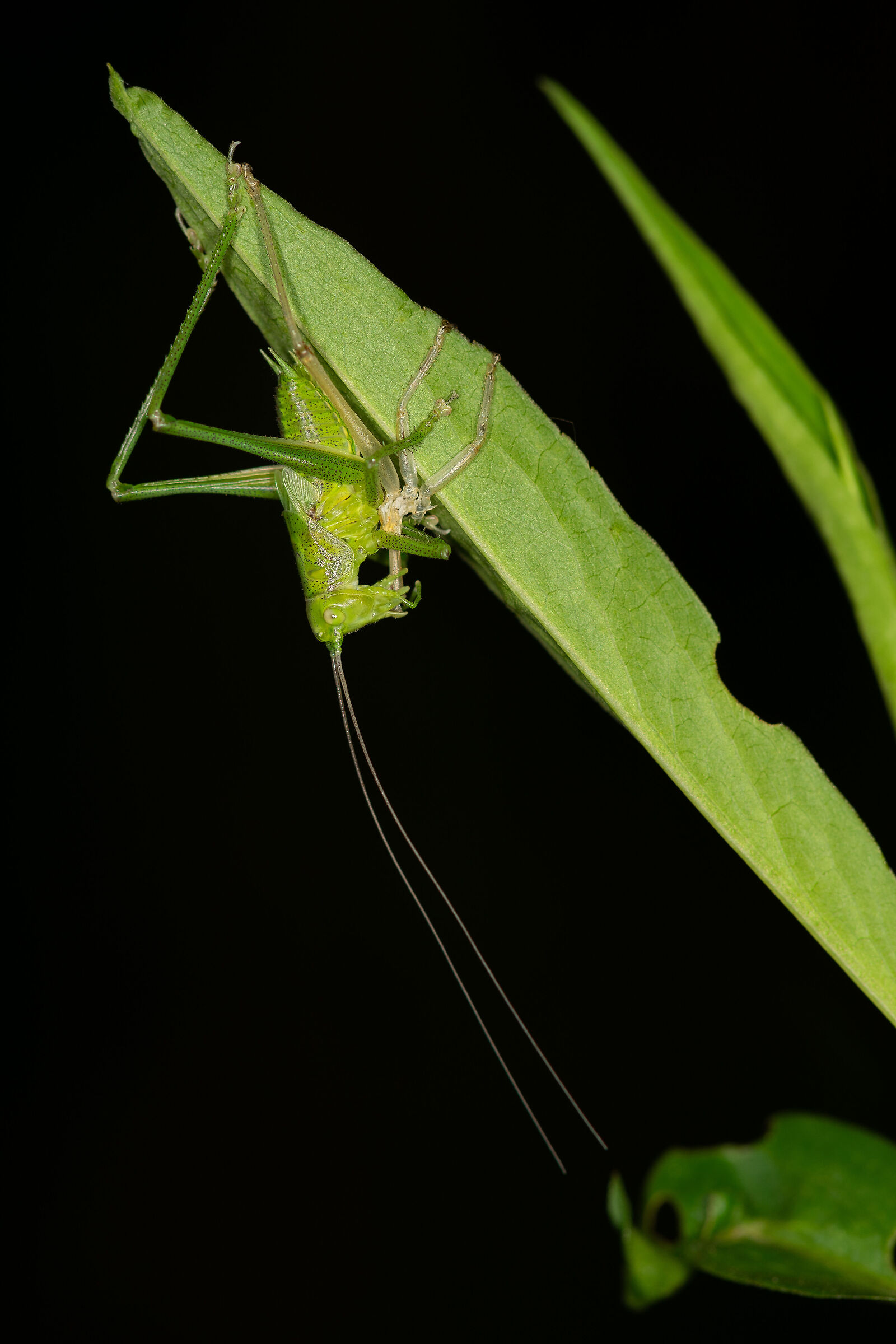 La muta della Tettigonia viridissima, 10