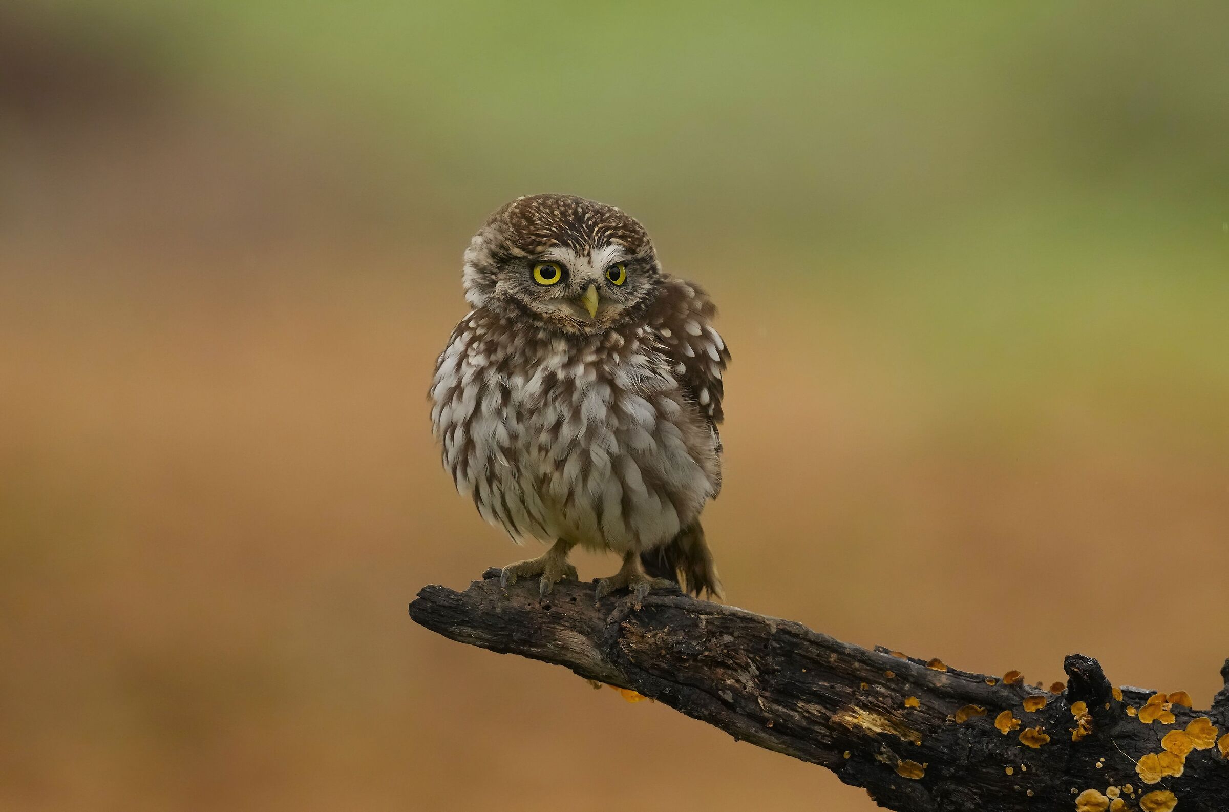 owl