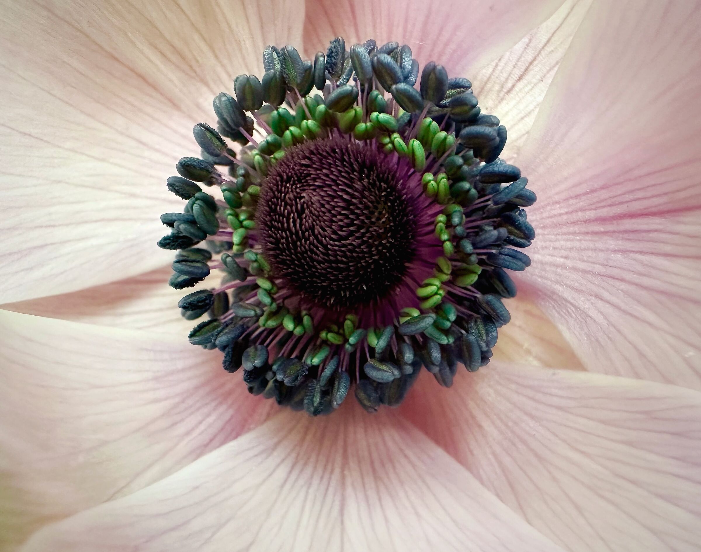 Anemone