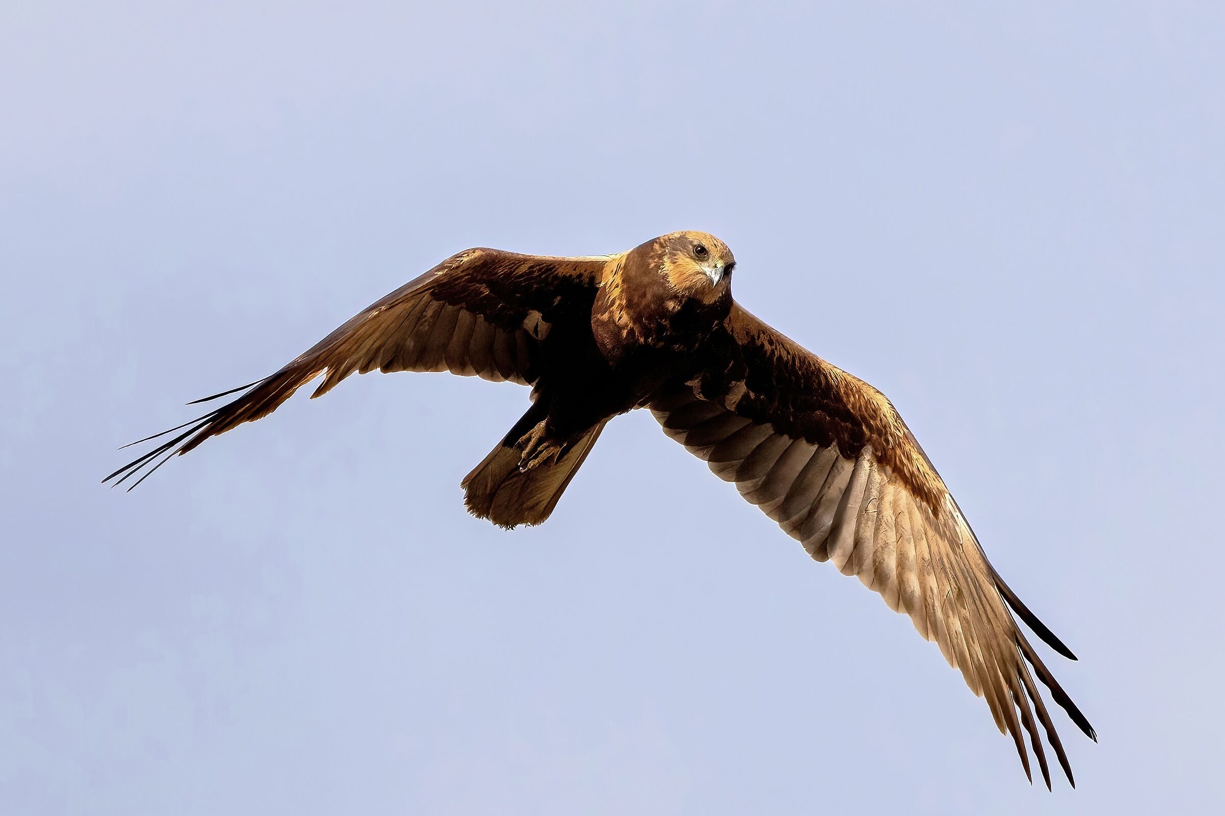 Marsh Harrier (Circus aeruginosus)