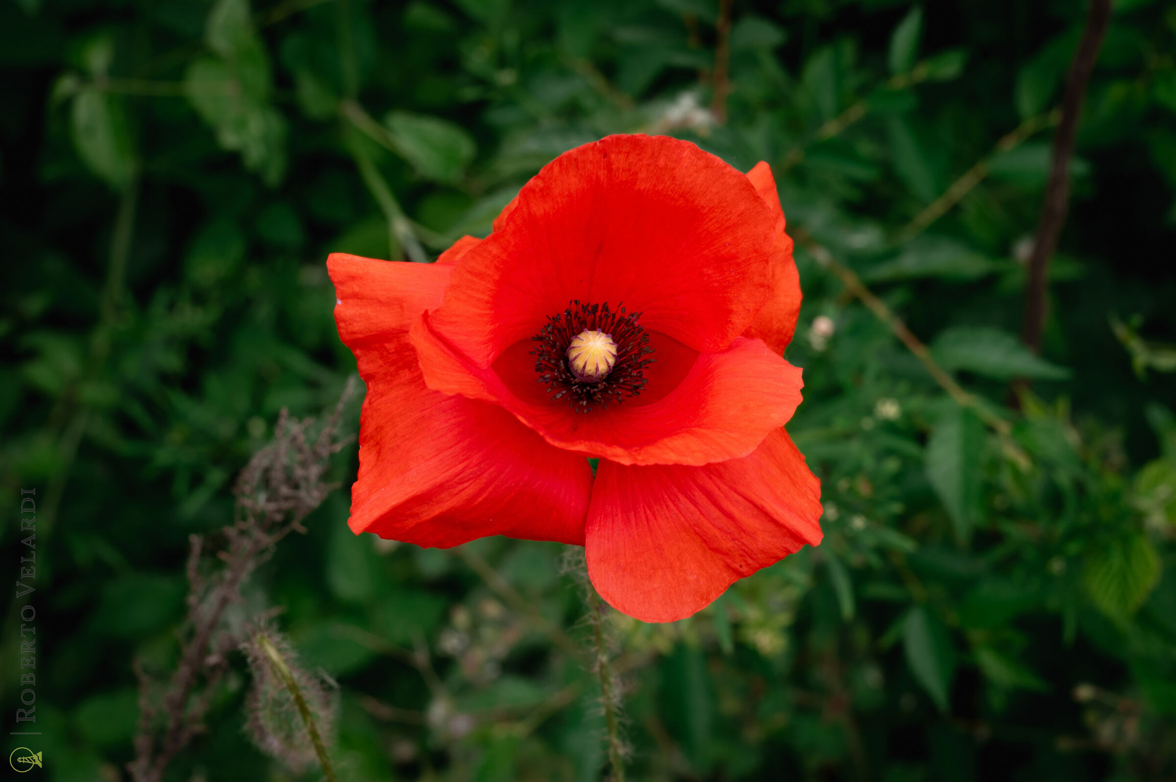 Poppy