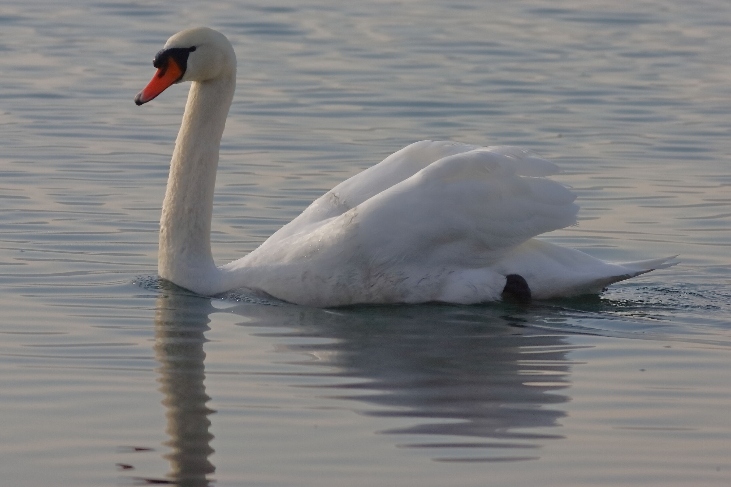 Swan R 26 January 2024 - 0175