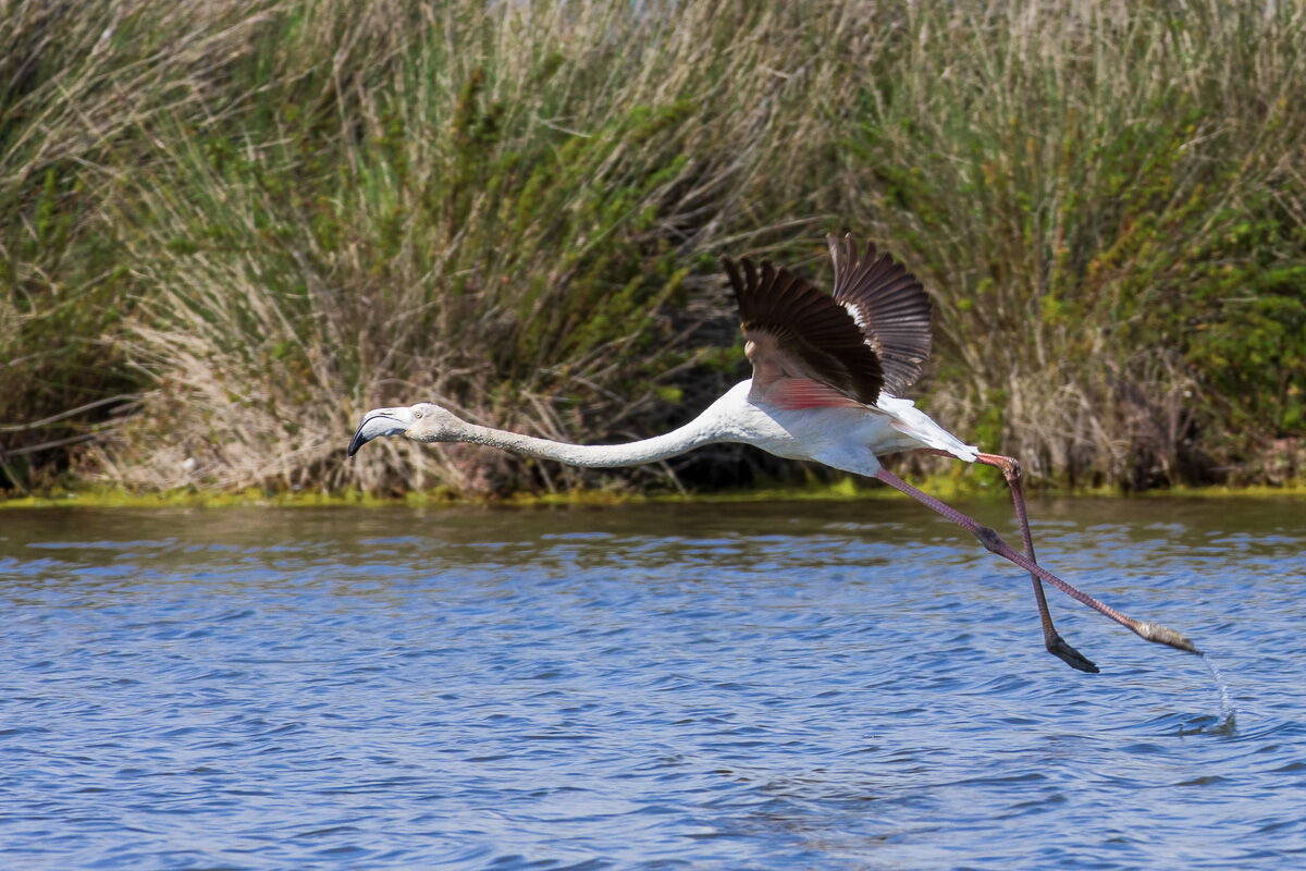 Heron at take-off