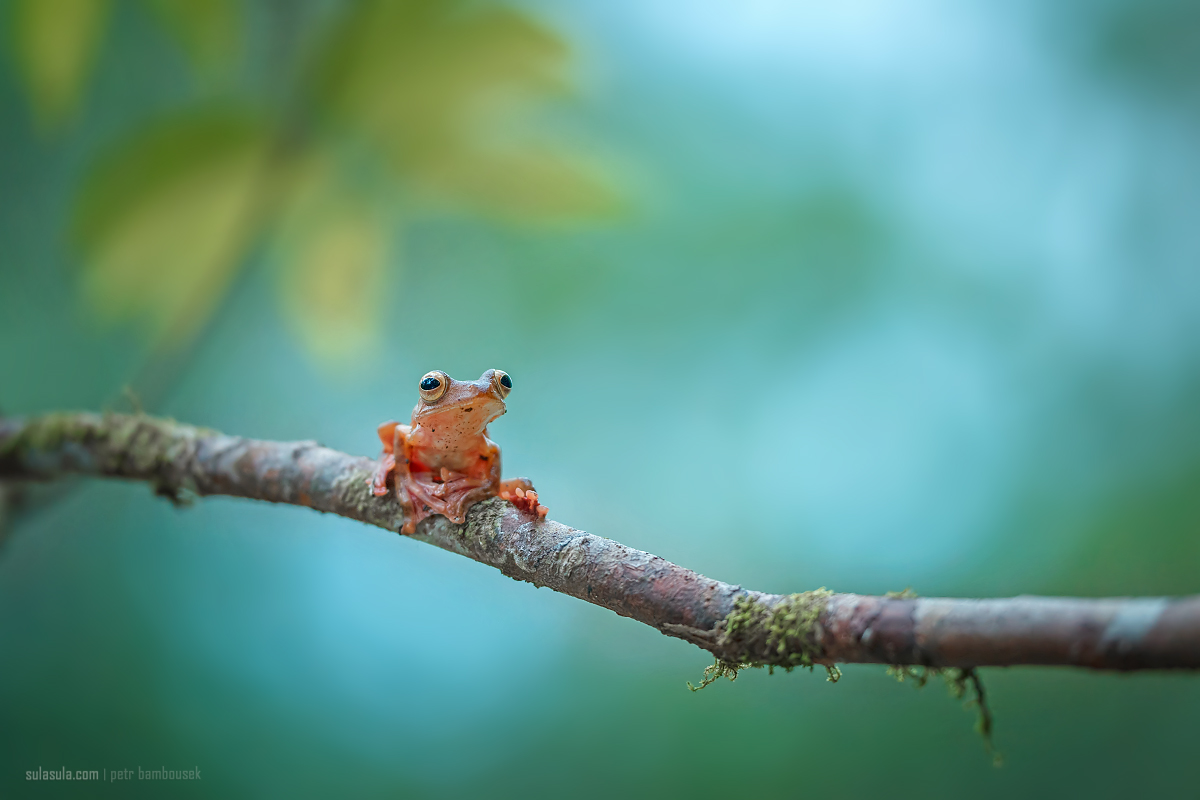 Harlequin Tree Frog | Borneo