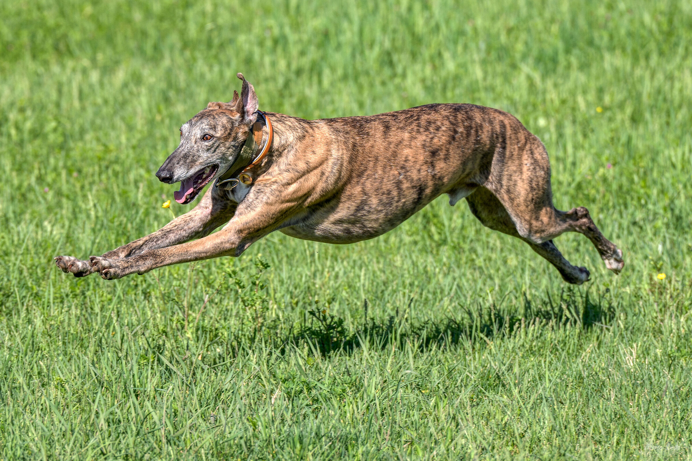 galgo