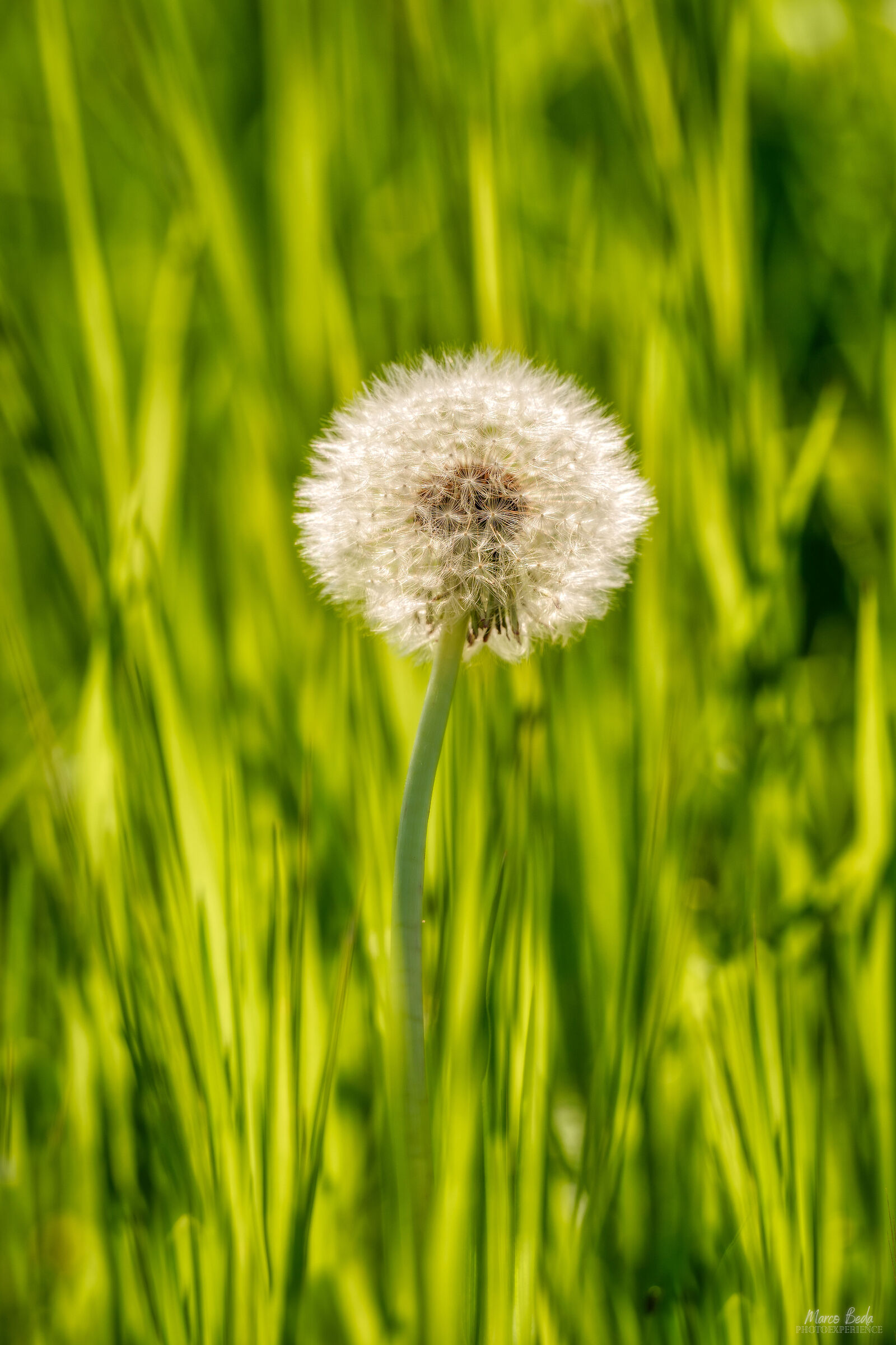 primavera