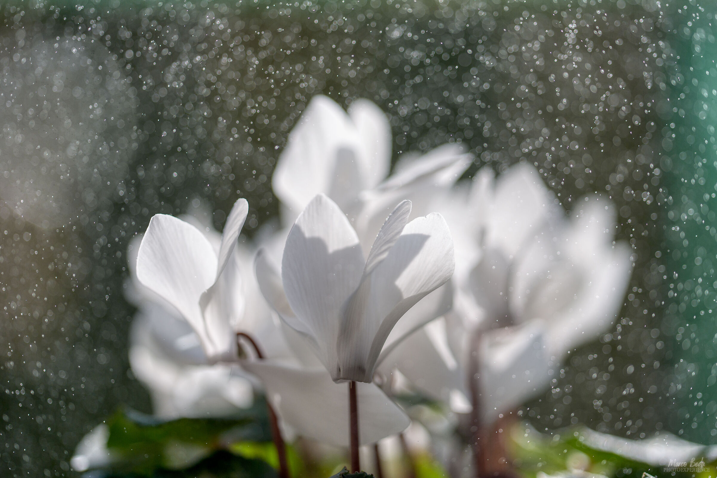 bokeh