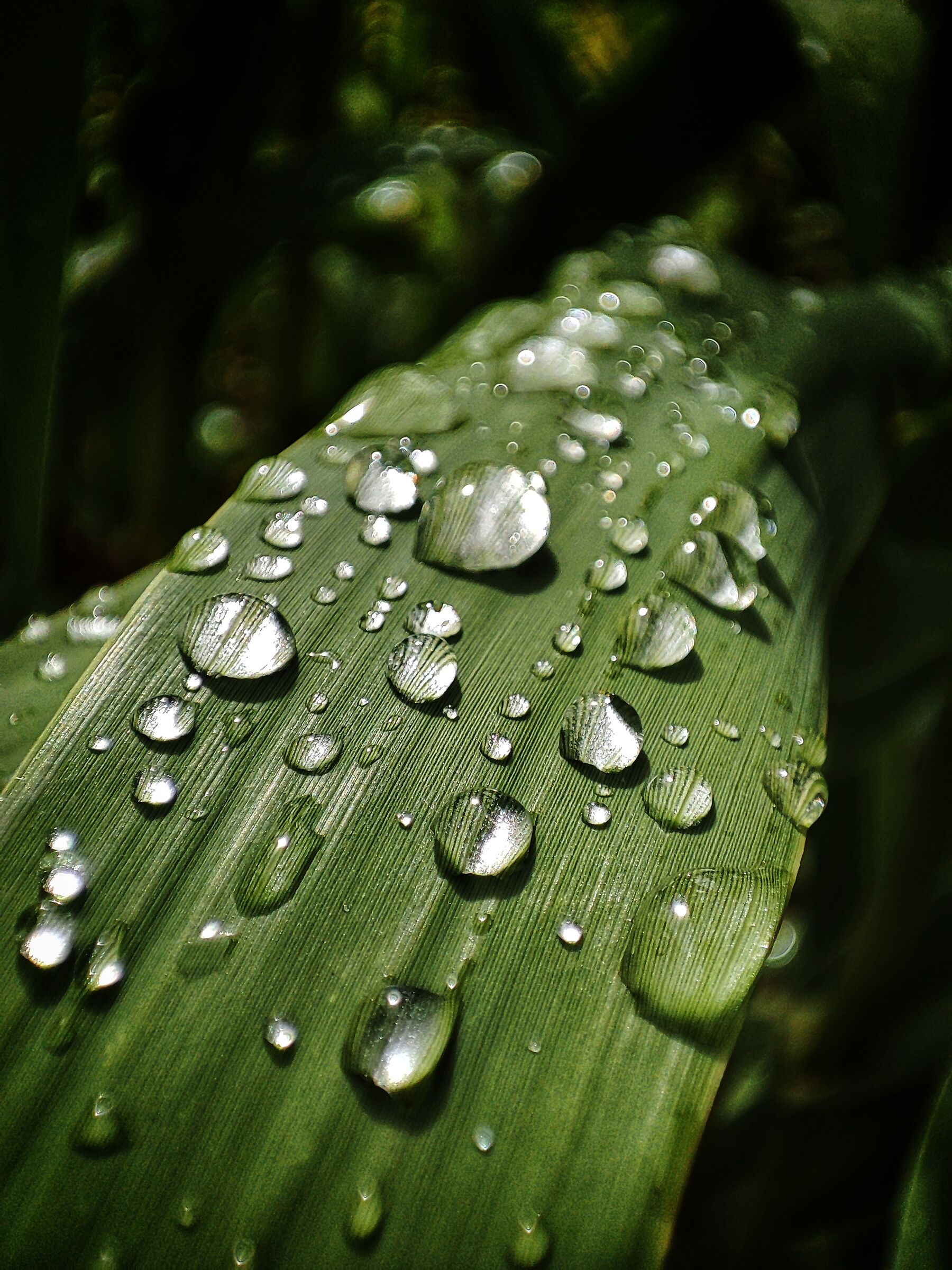Sad leaf