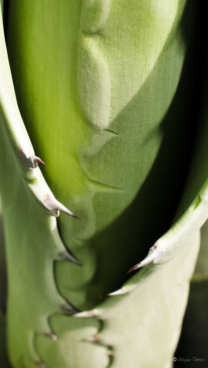 agave