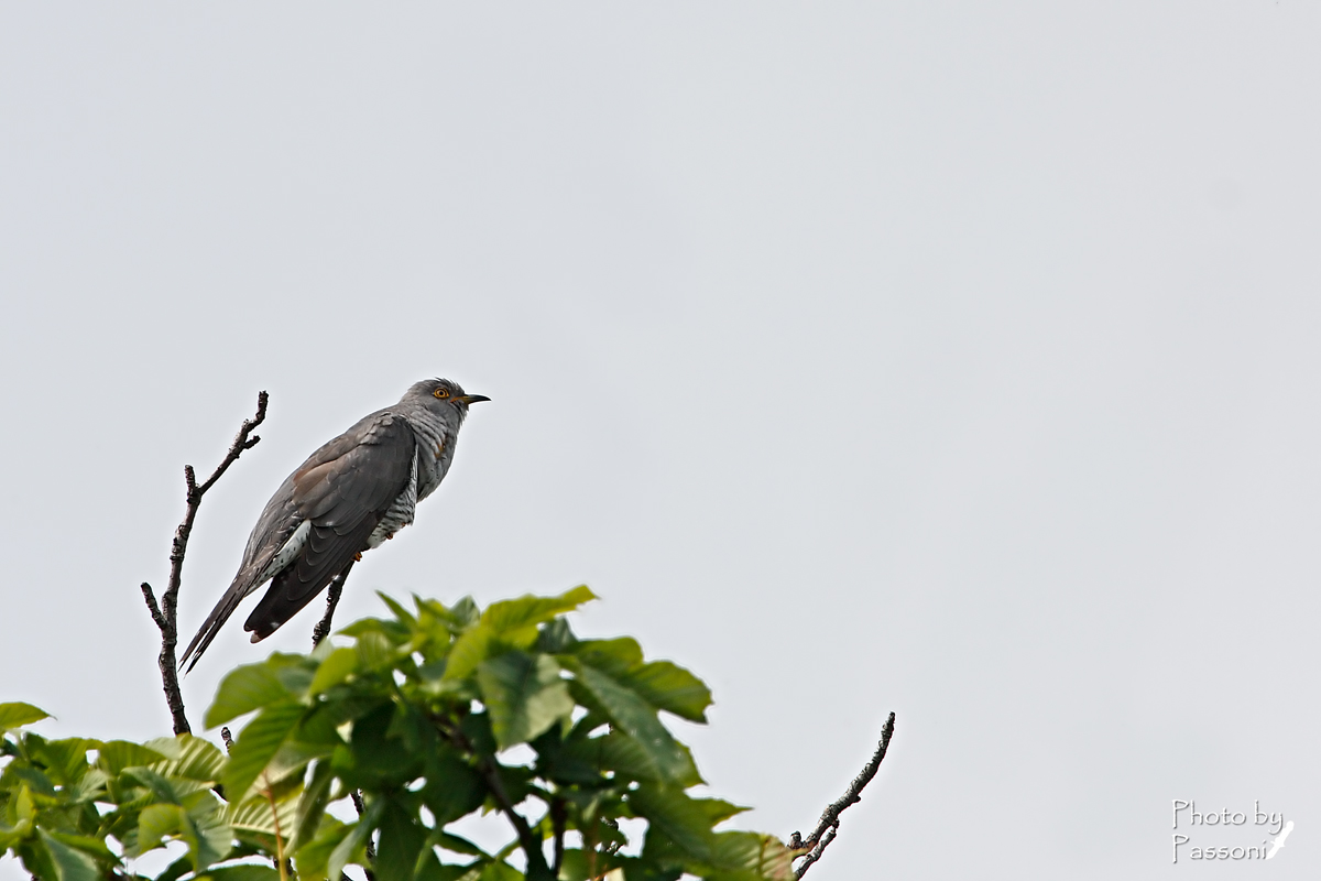 Lui il nido non ce l'ha!