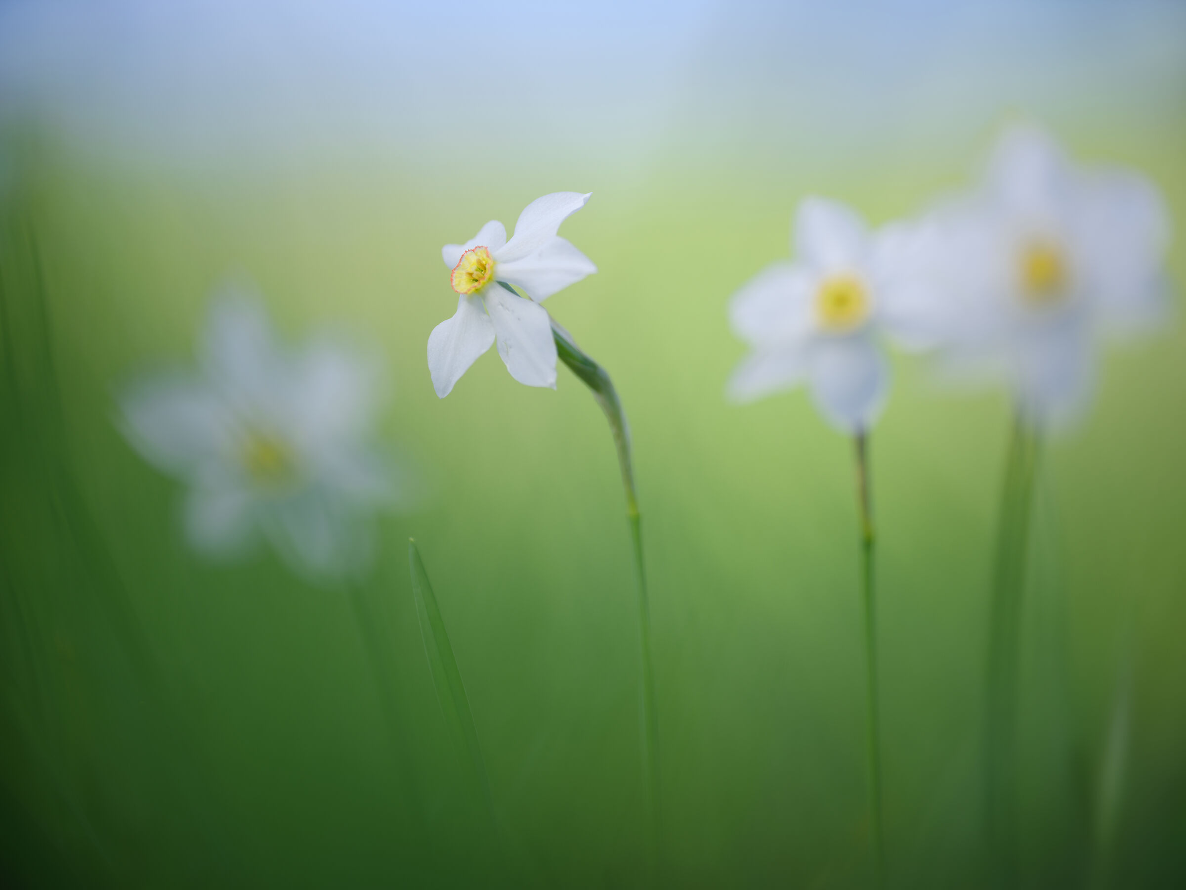 Narcissus poeticus