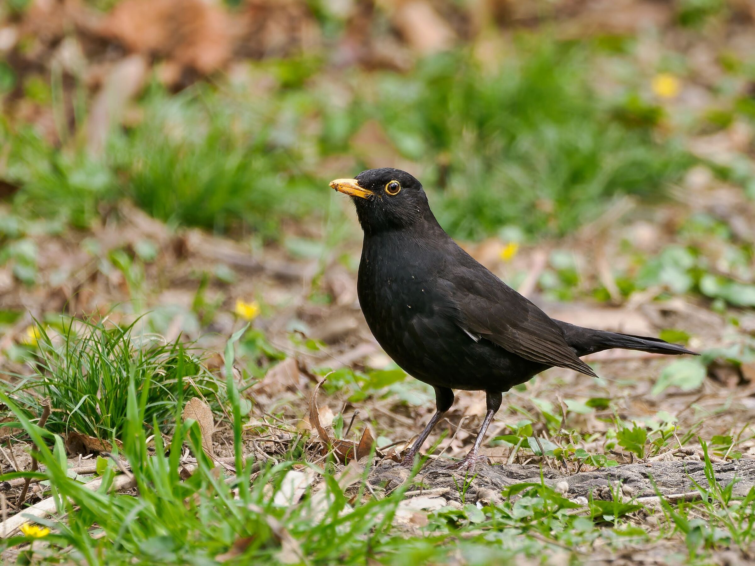Blackbird (m)