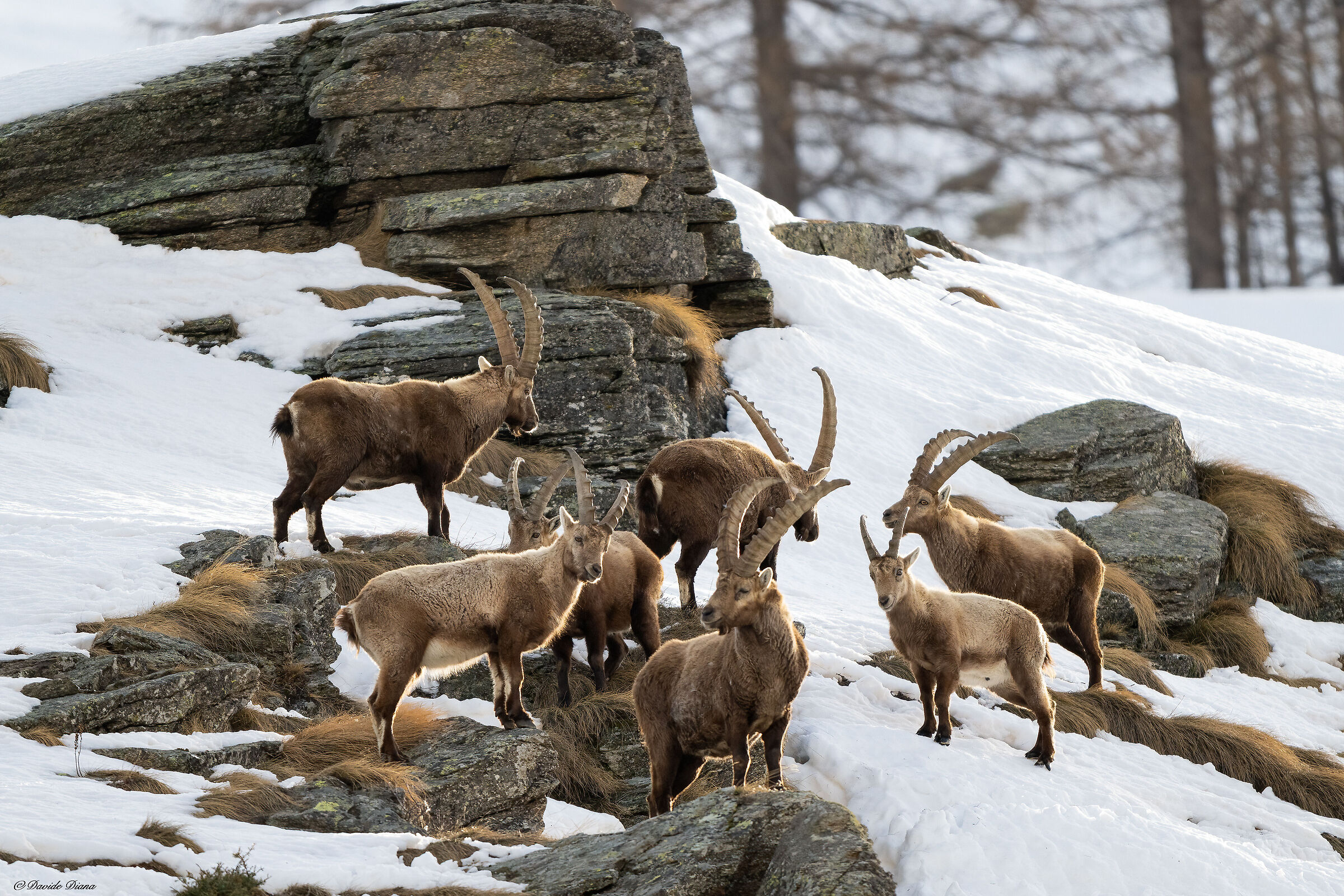 Ibex - Gran Paradiso National Park