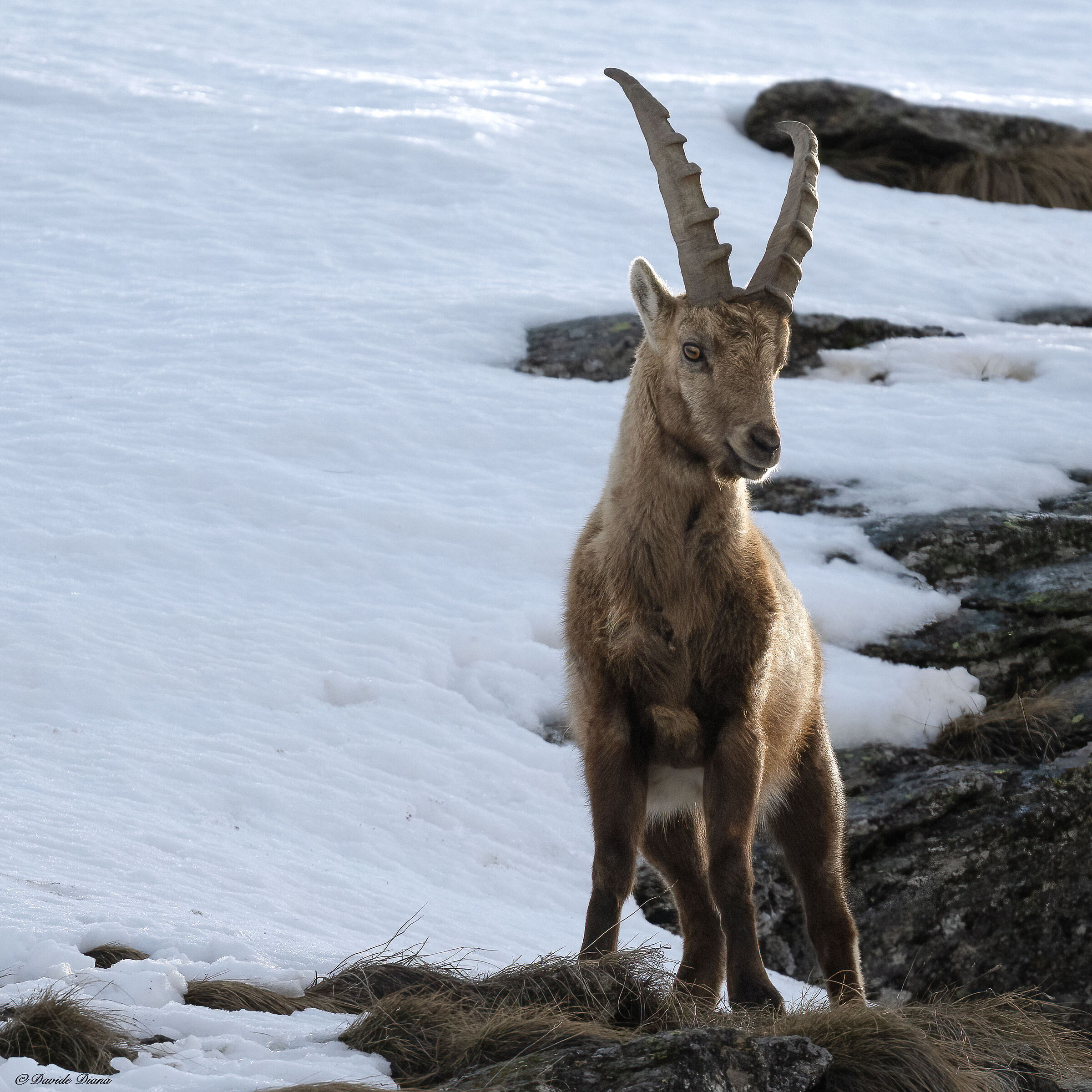 Ibex - Gran Paradiso National Park