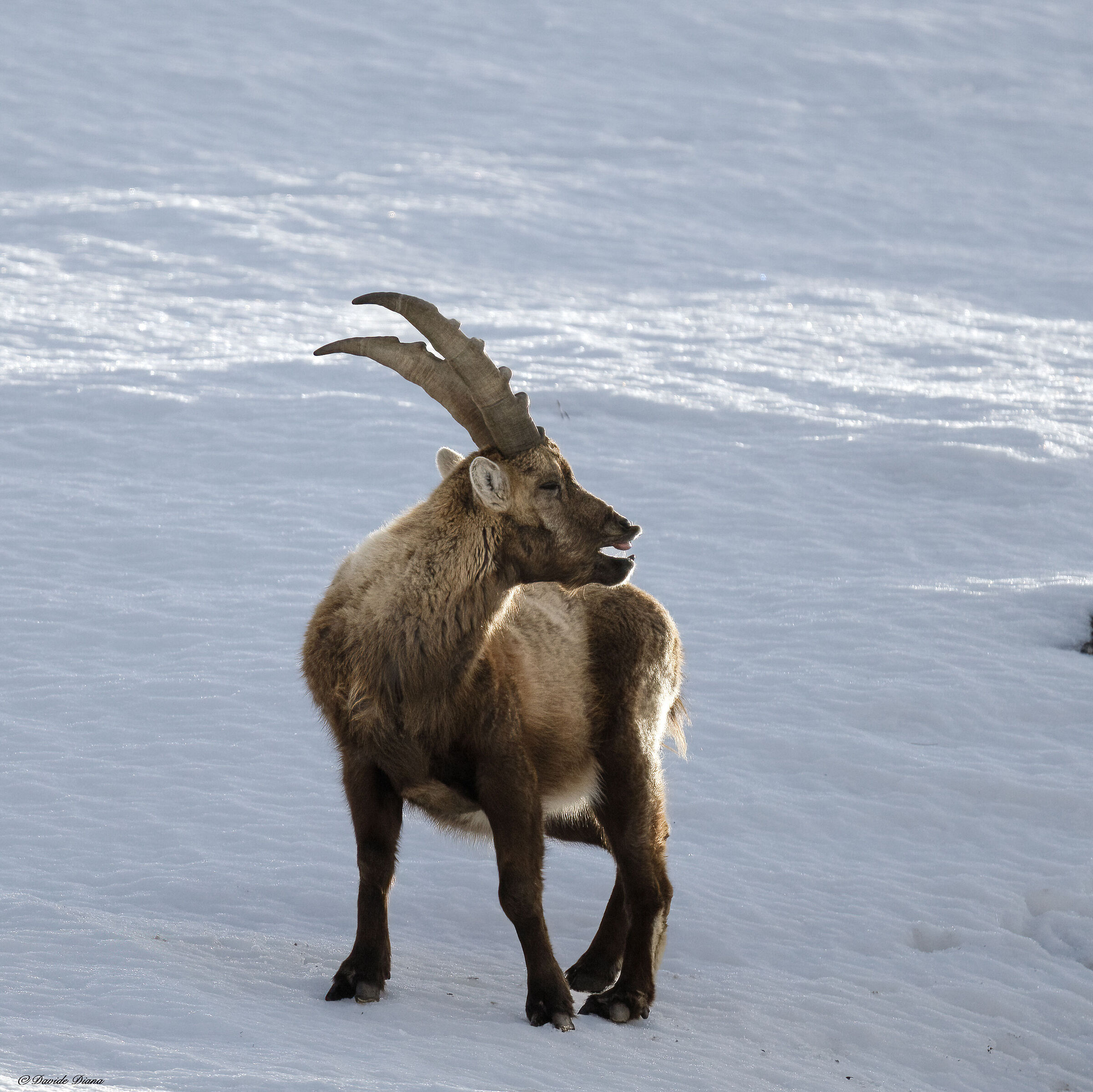 Ibex - Gran Paradiso National Park