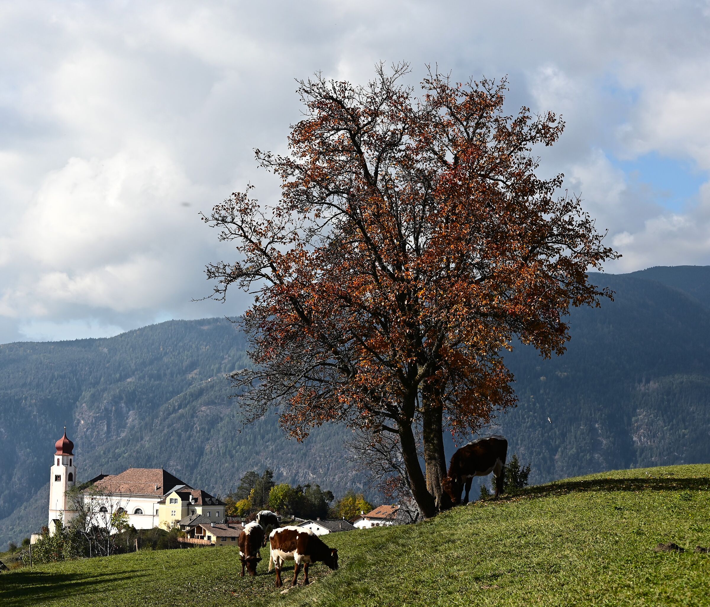 Guffidaun - 2 - South Tyrol.