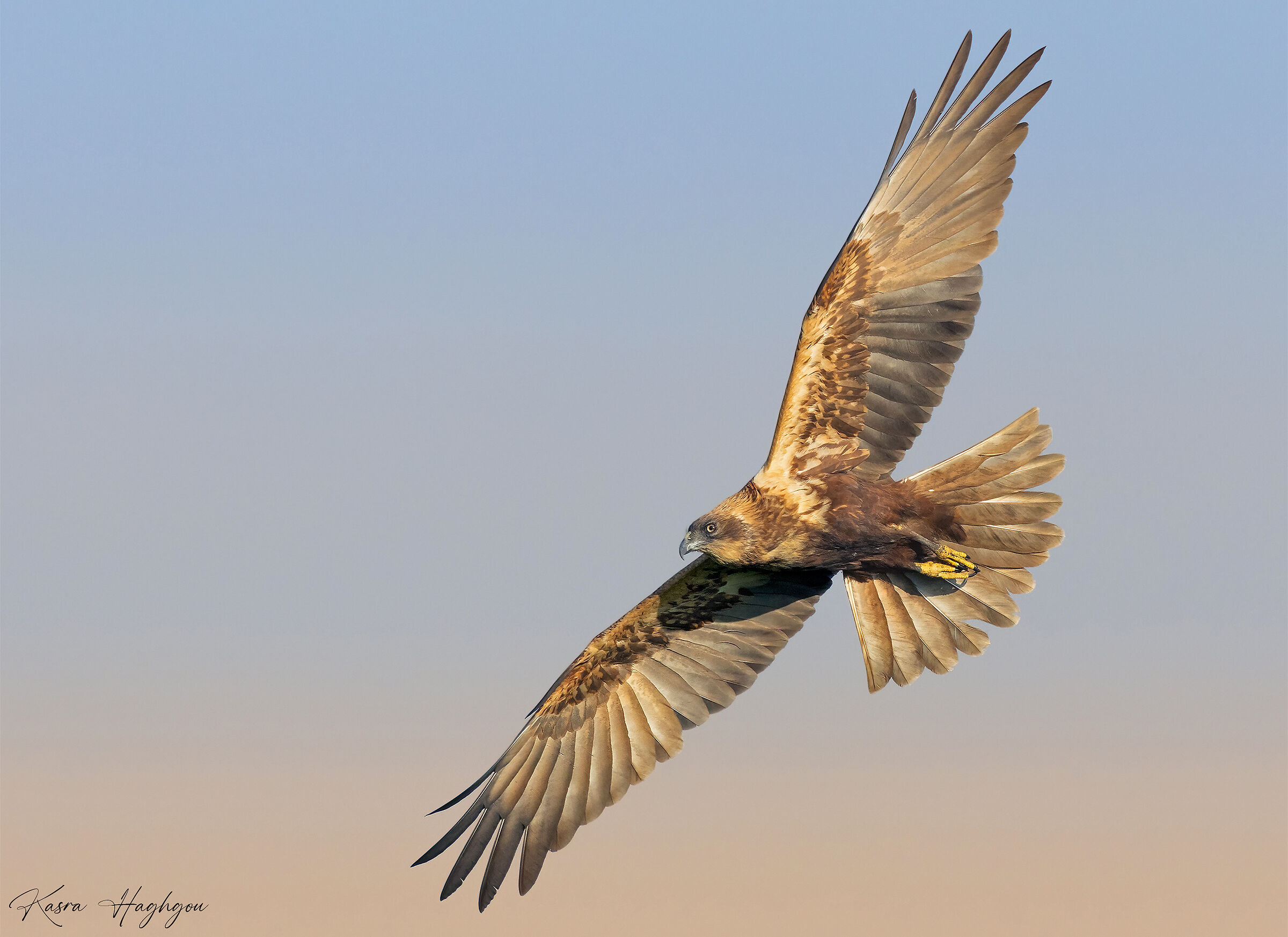 Marsh harrier