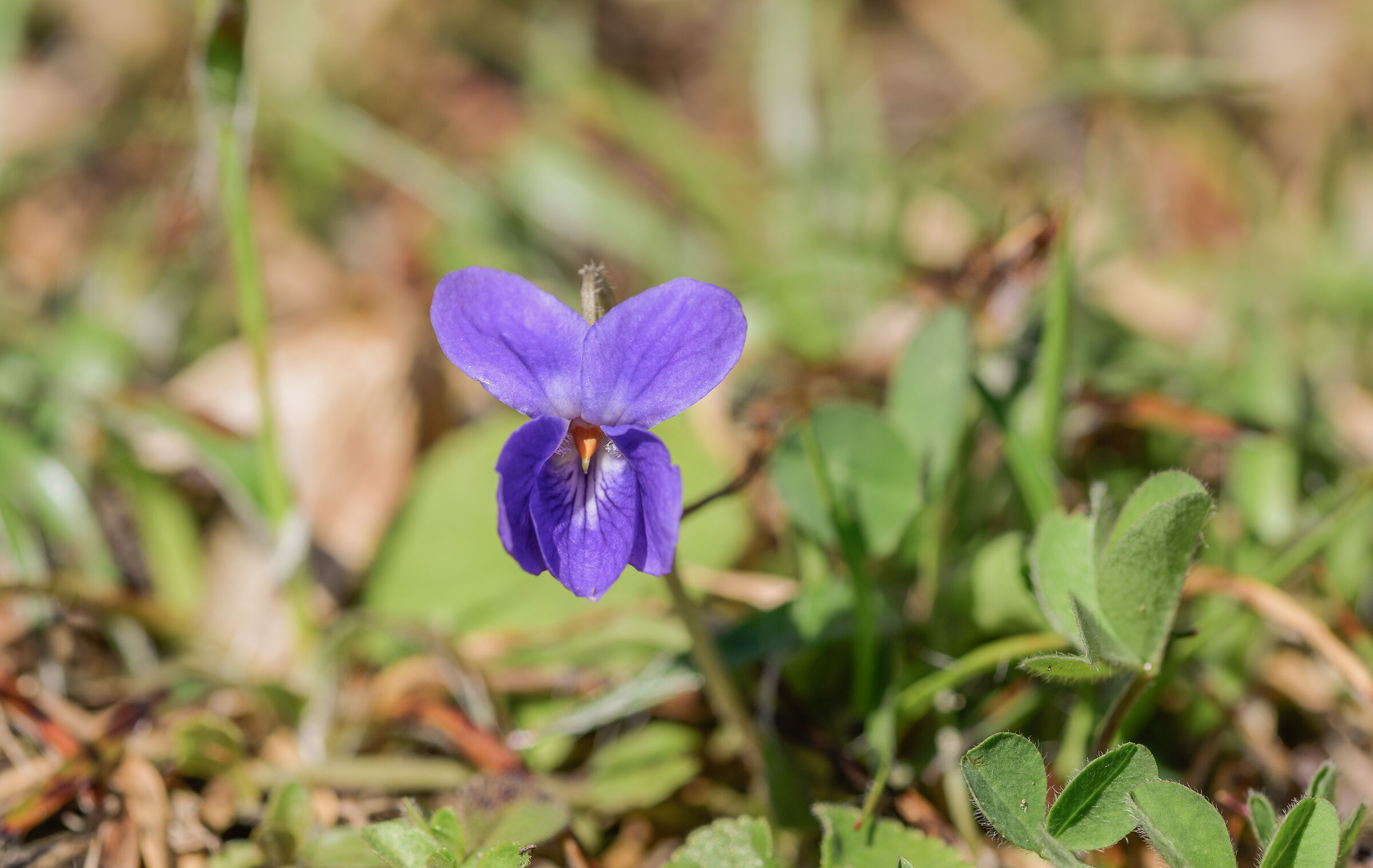 Bristling Purple